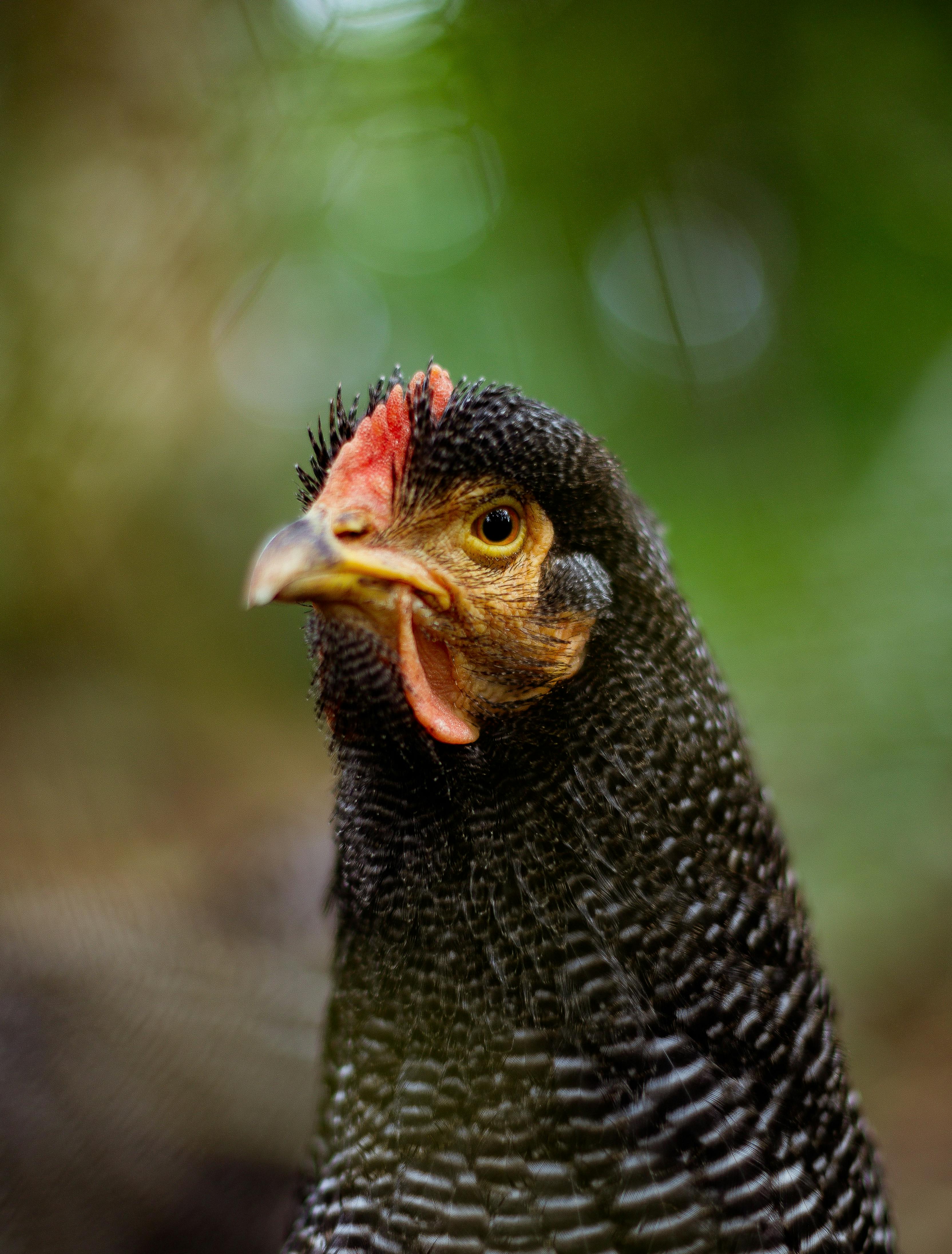 Plymouth Rock Chicken Photo, Download