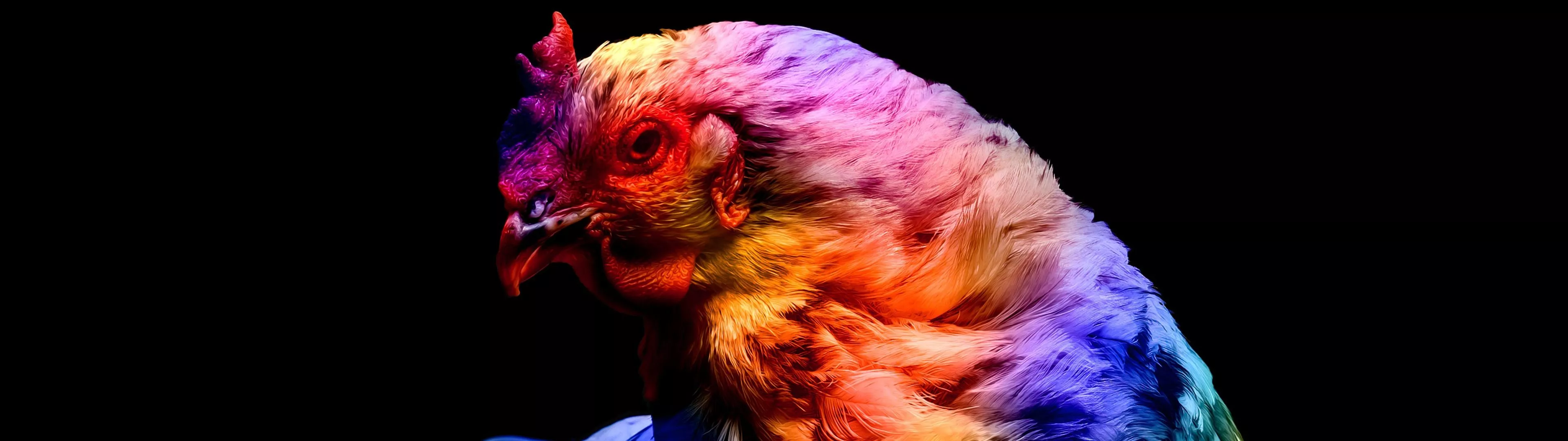 Chicken Wallpaper 4K, Colorful, Black