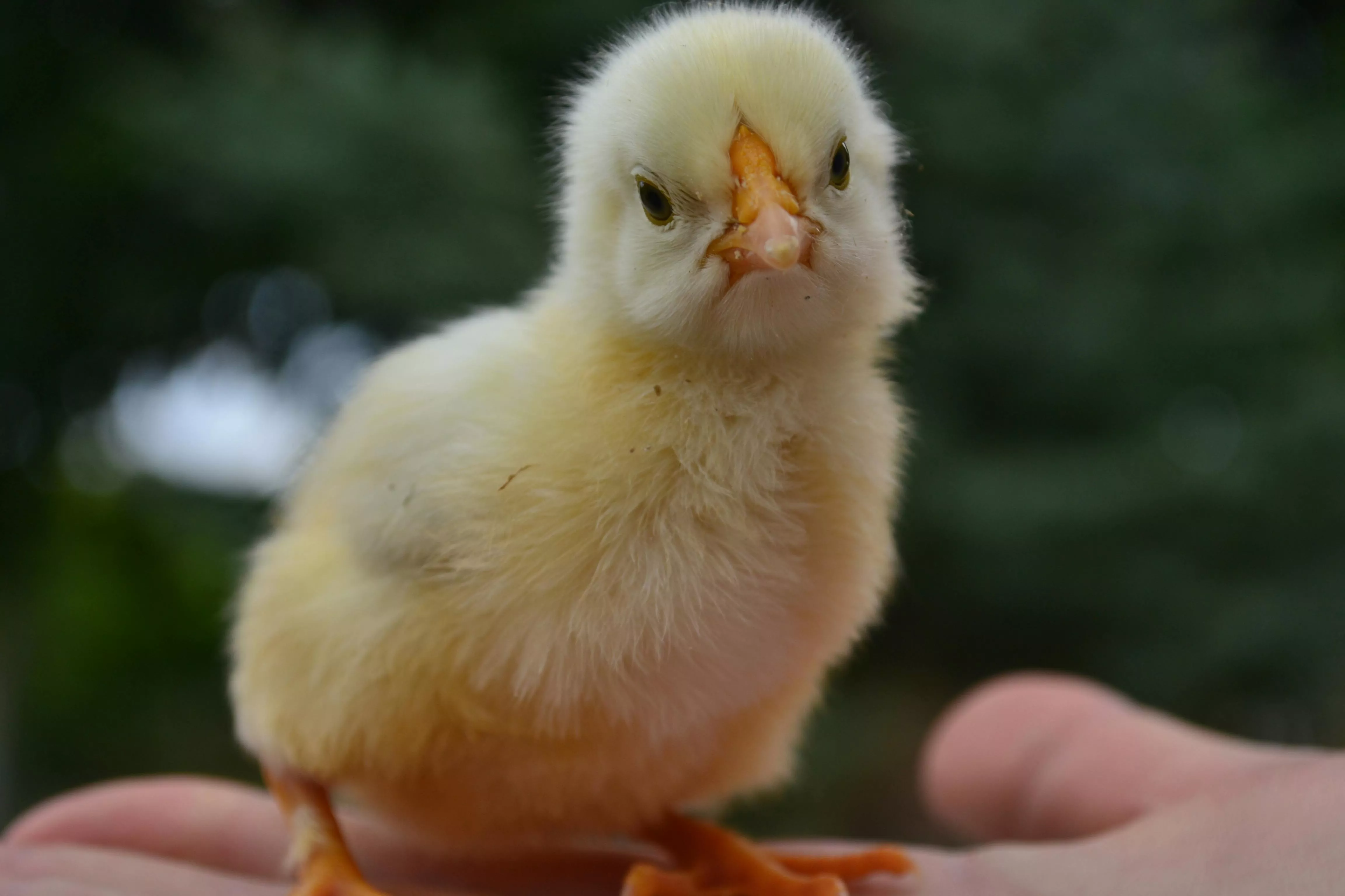 Baby Chicken Photo, Download The BEST