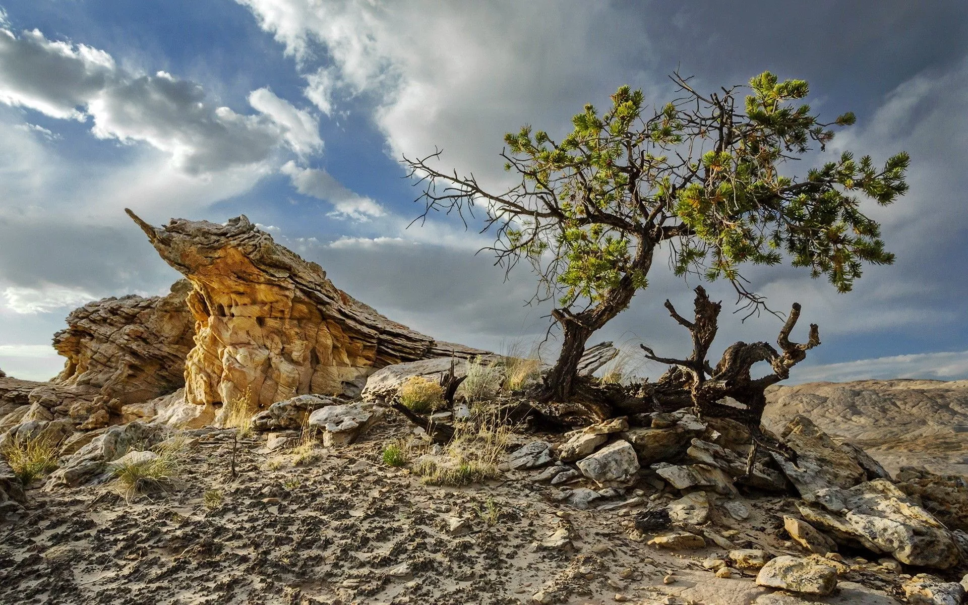 Stone Tree Nature Desert HD Wallpaper