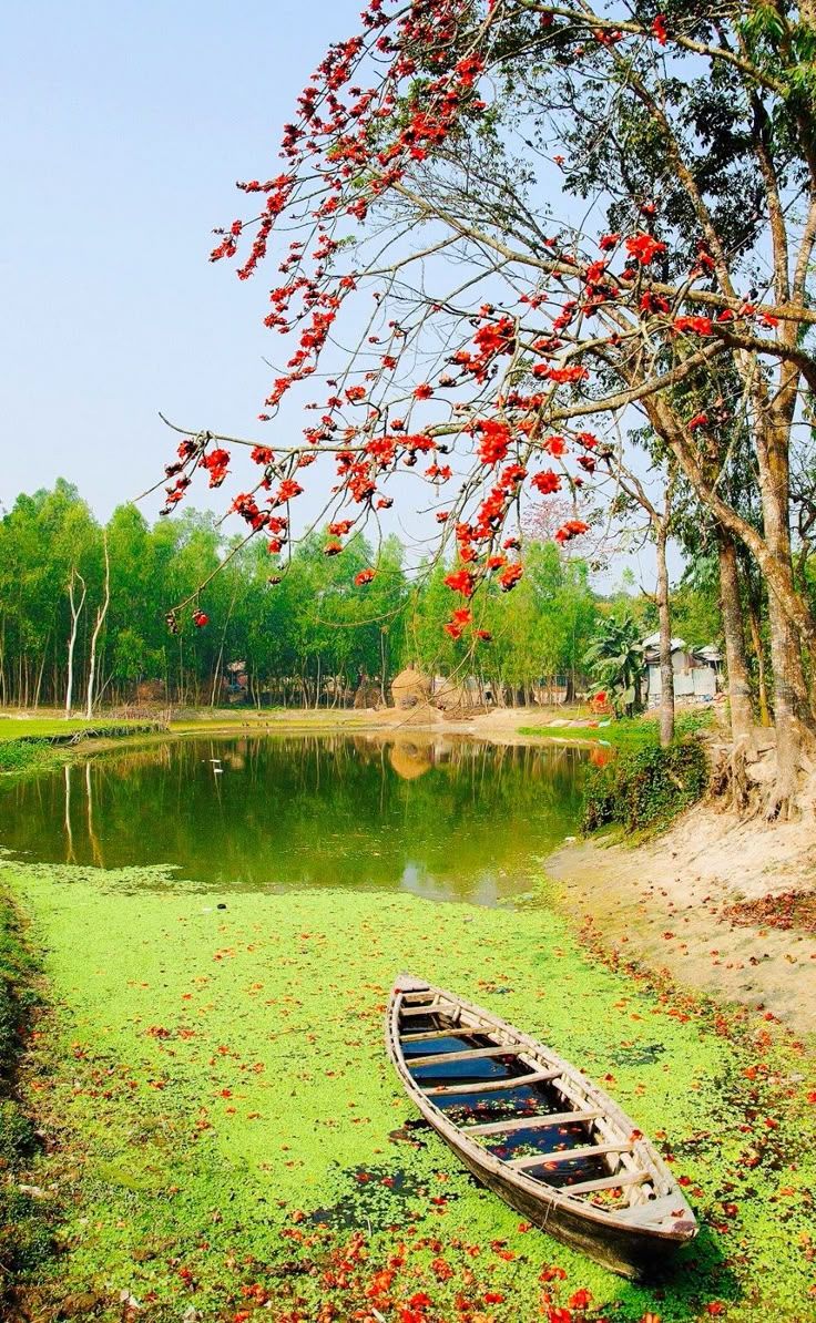 shimul flowers, Spring in Bangladesh