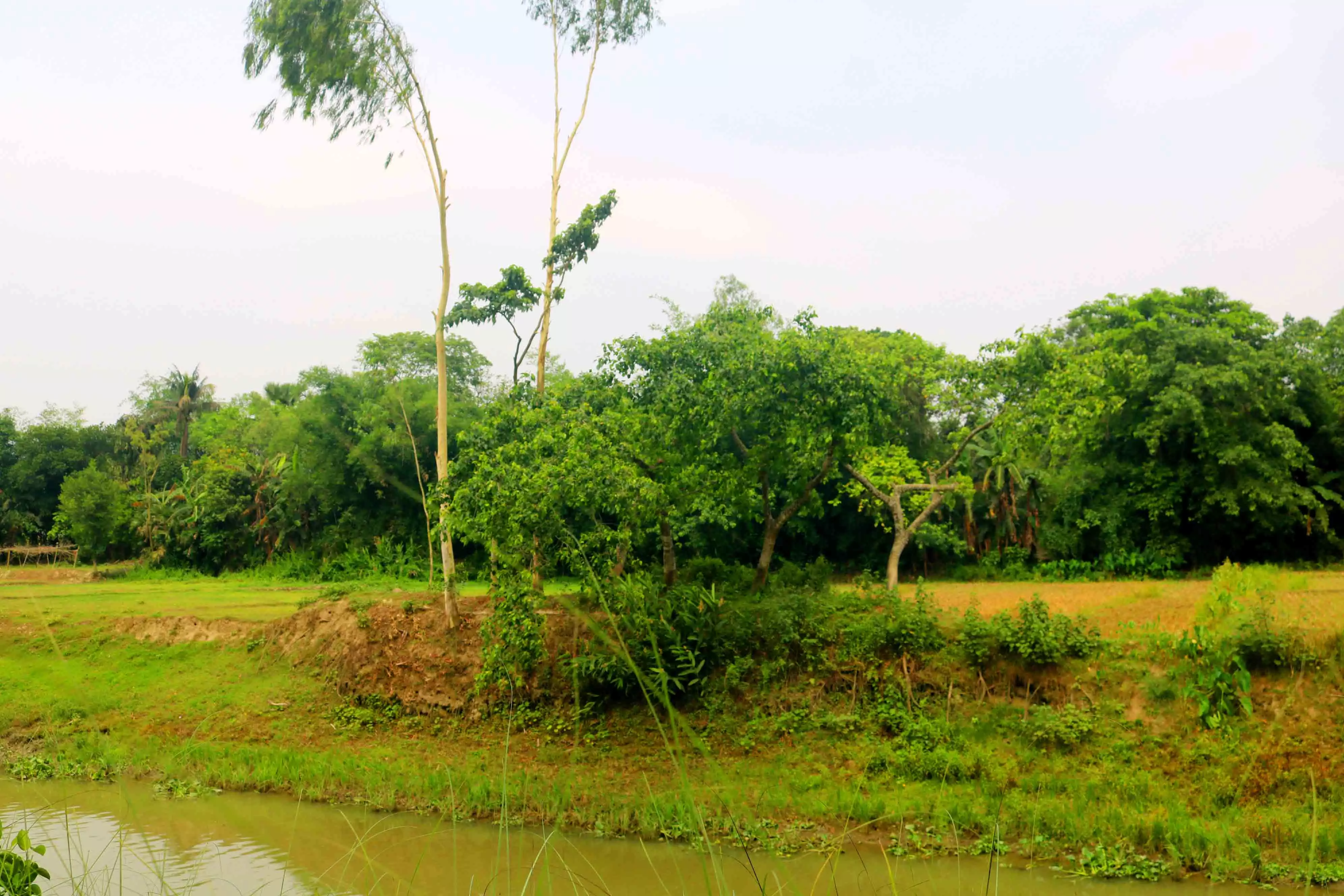 Natural Tree Photography in Bangladesh