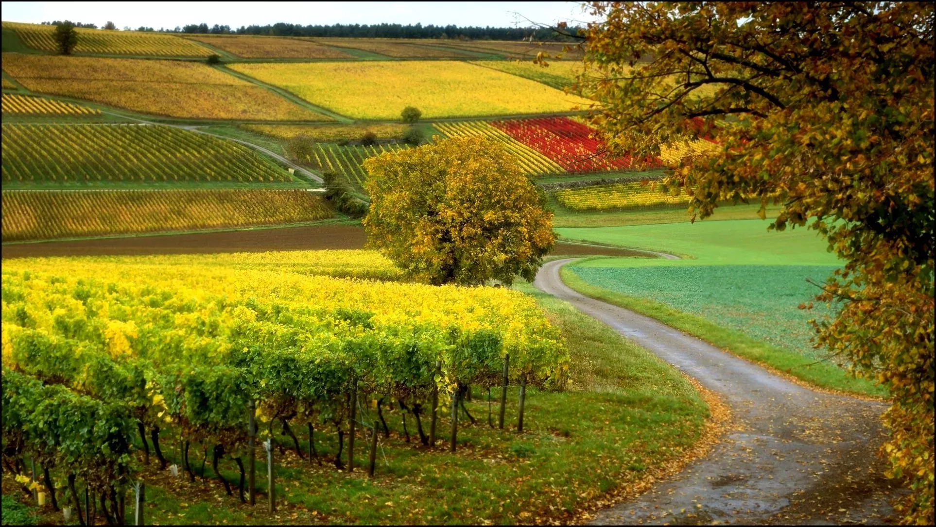 Nature wallpaper for computer