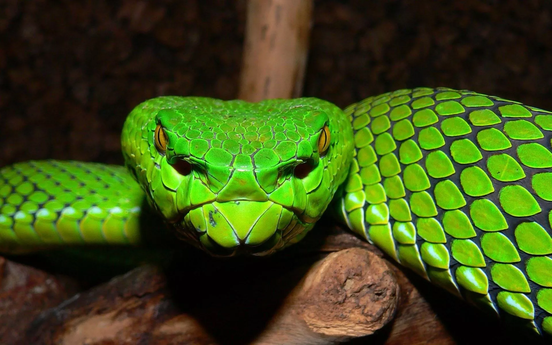 HD Snake Wallpaper on Amazon Appstore
