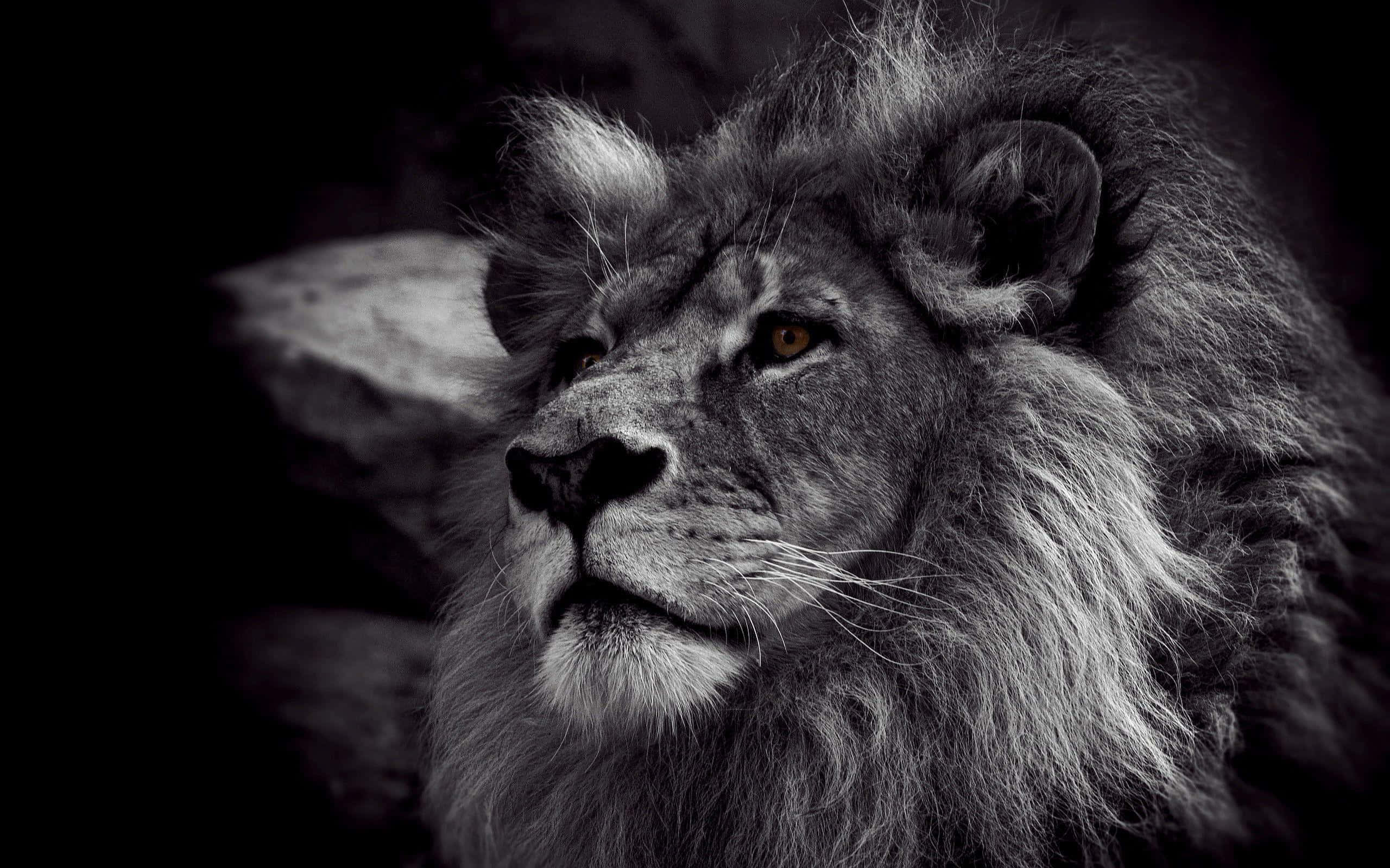 An Intimidating Black Lion Stares Ahead