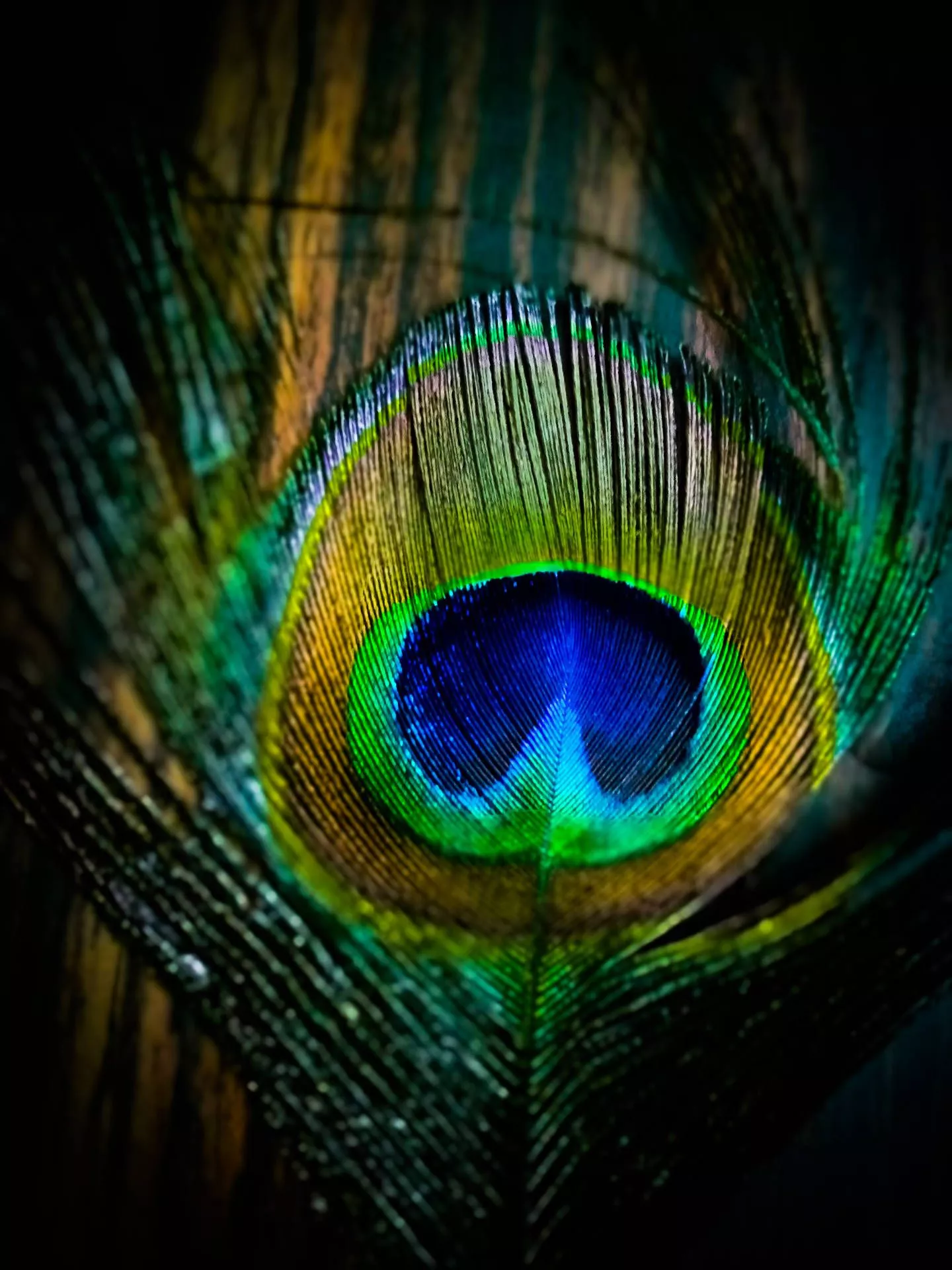 Krishna IPhone Close Up Peacock Feather