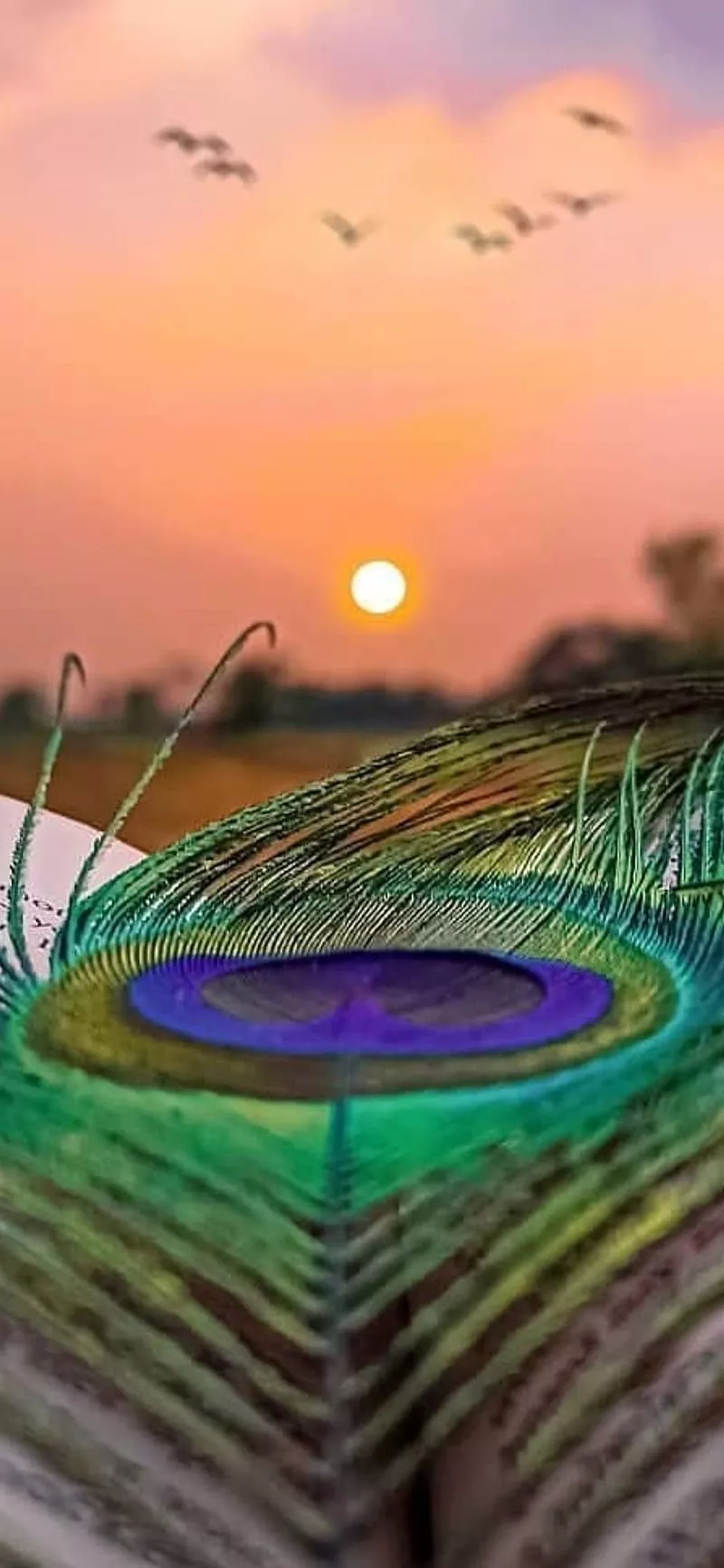 Krishna, amazing, life, peacock feather