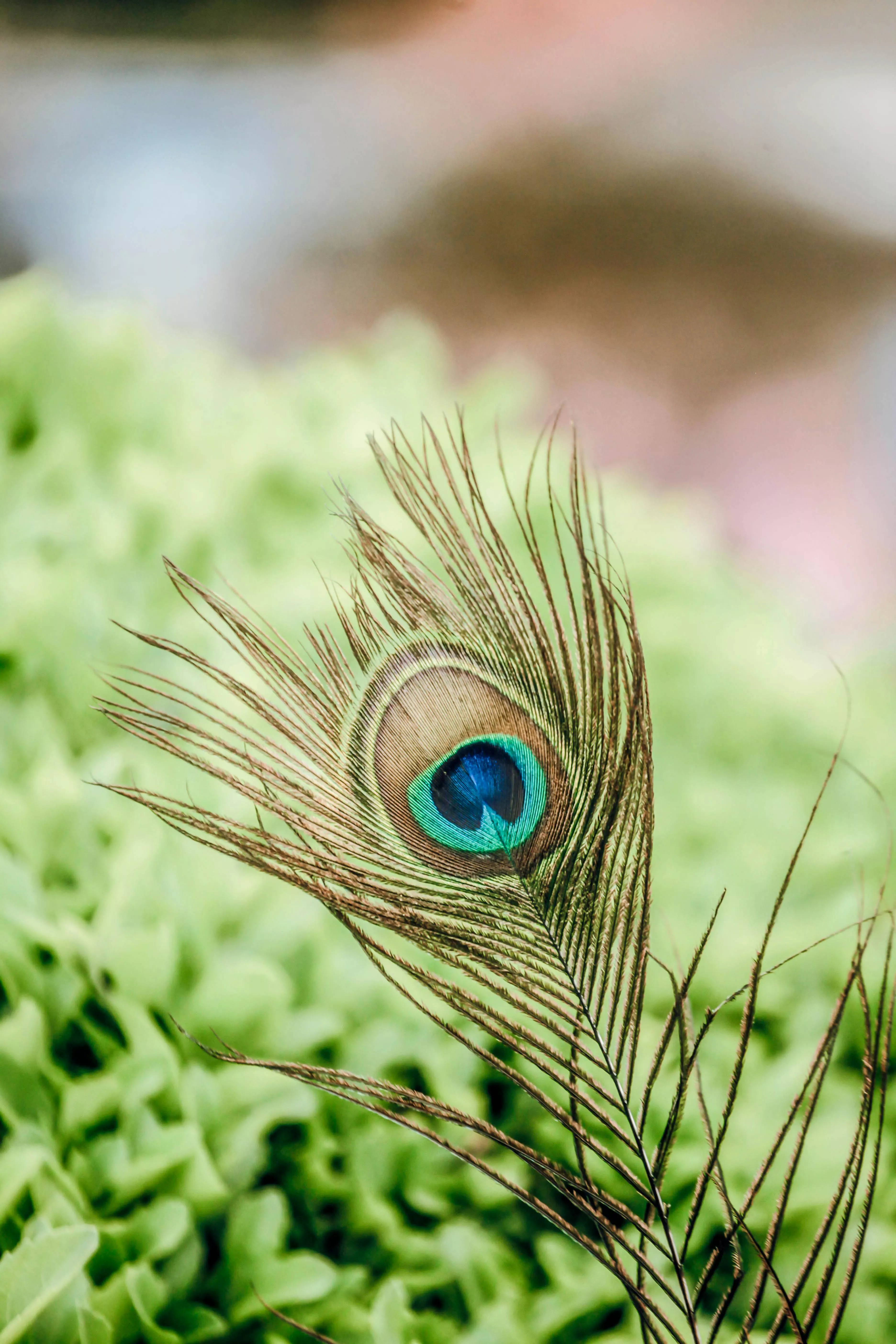 Brown and Blue Peacock Feather on Green