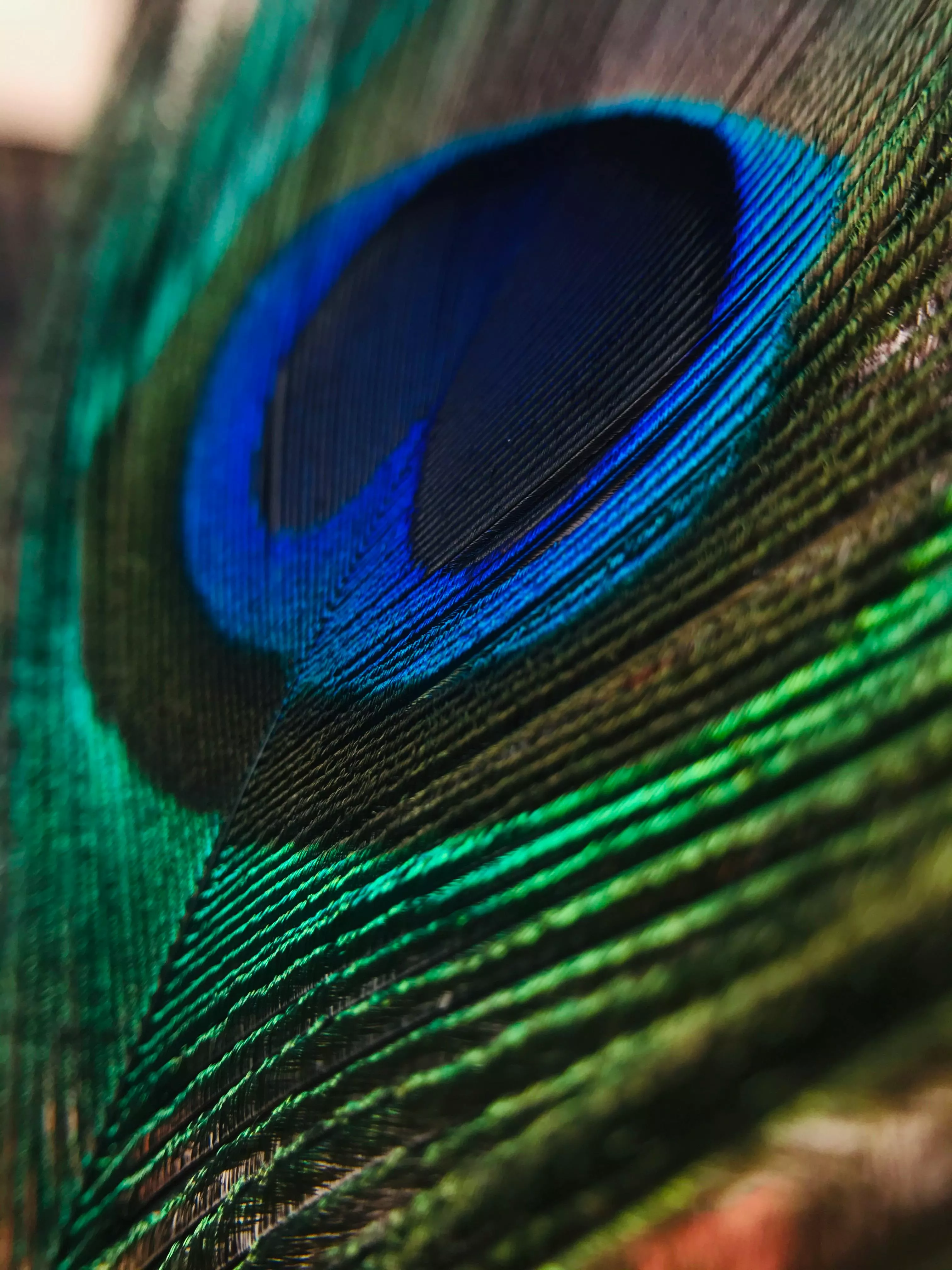 Amazing Colorful Feather of Peacock