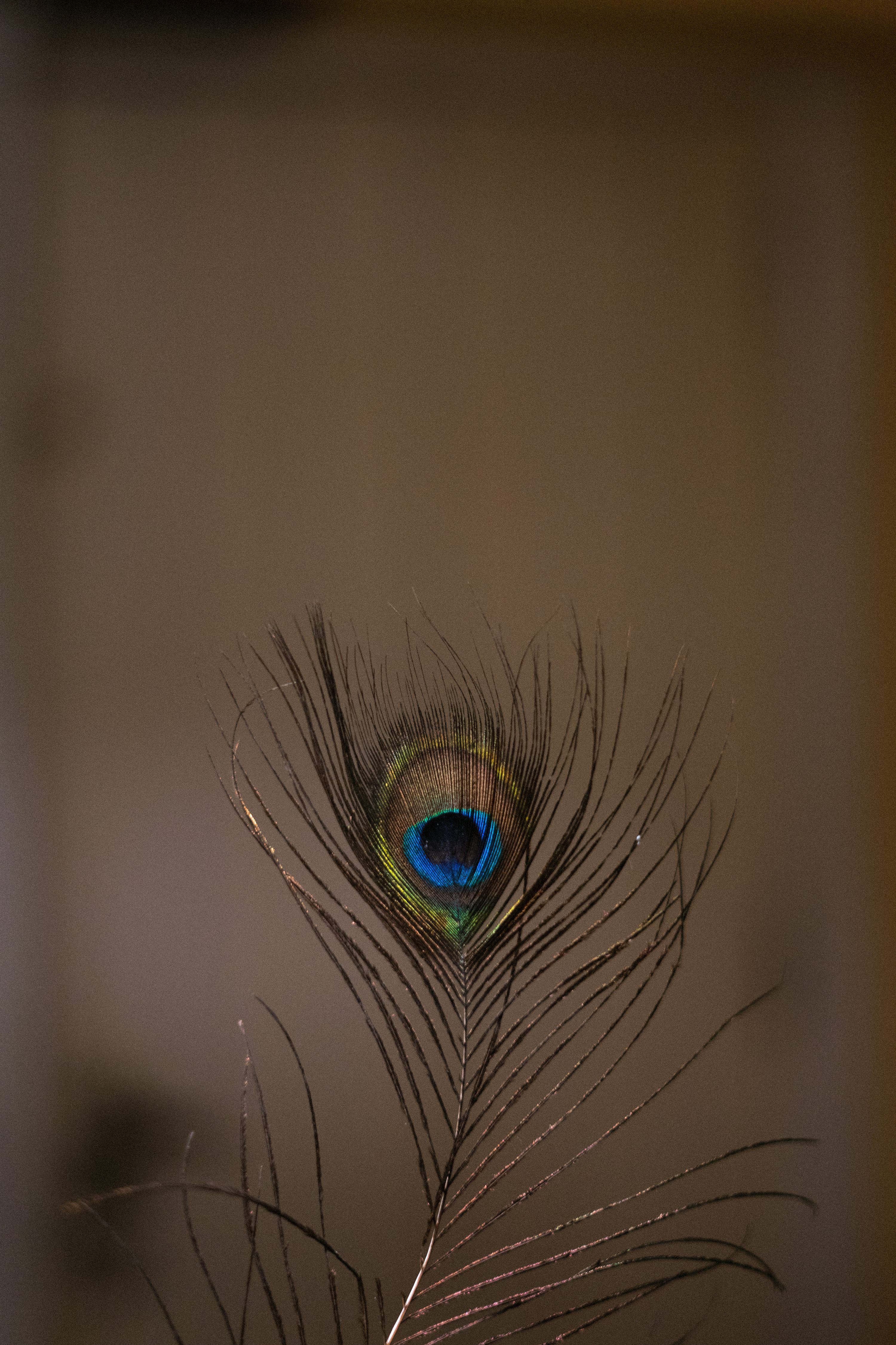 Peacock feather in close up photography
