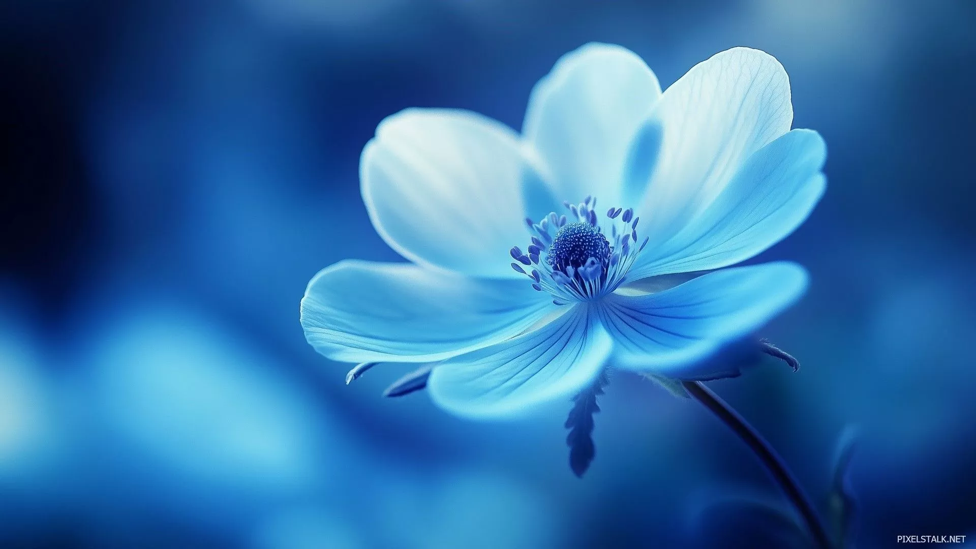 Flower HD Wallpaper Free Download