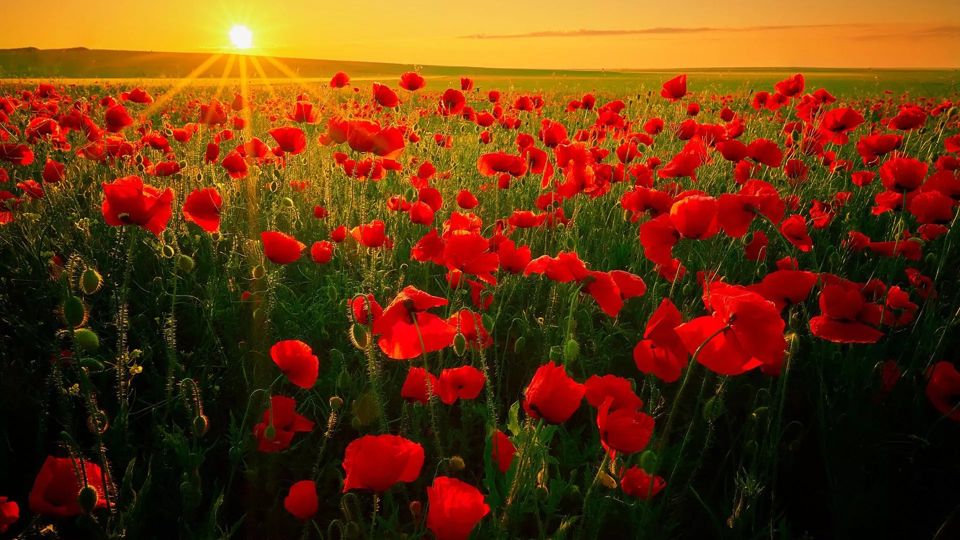 Poppy Red Flower Field During Sunrise