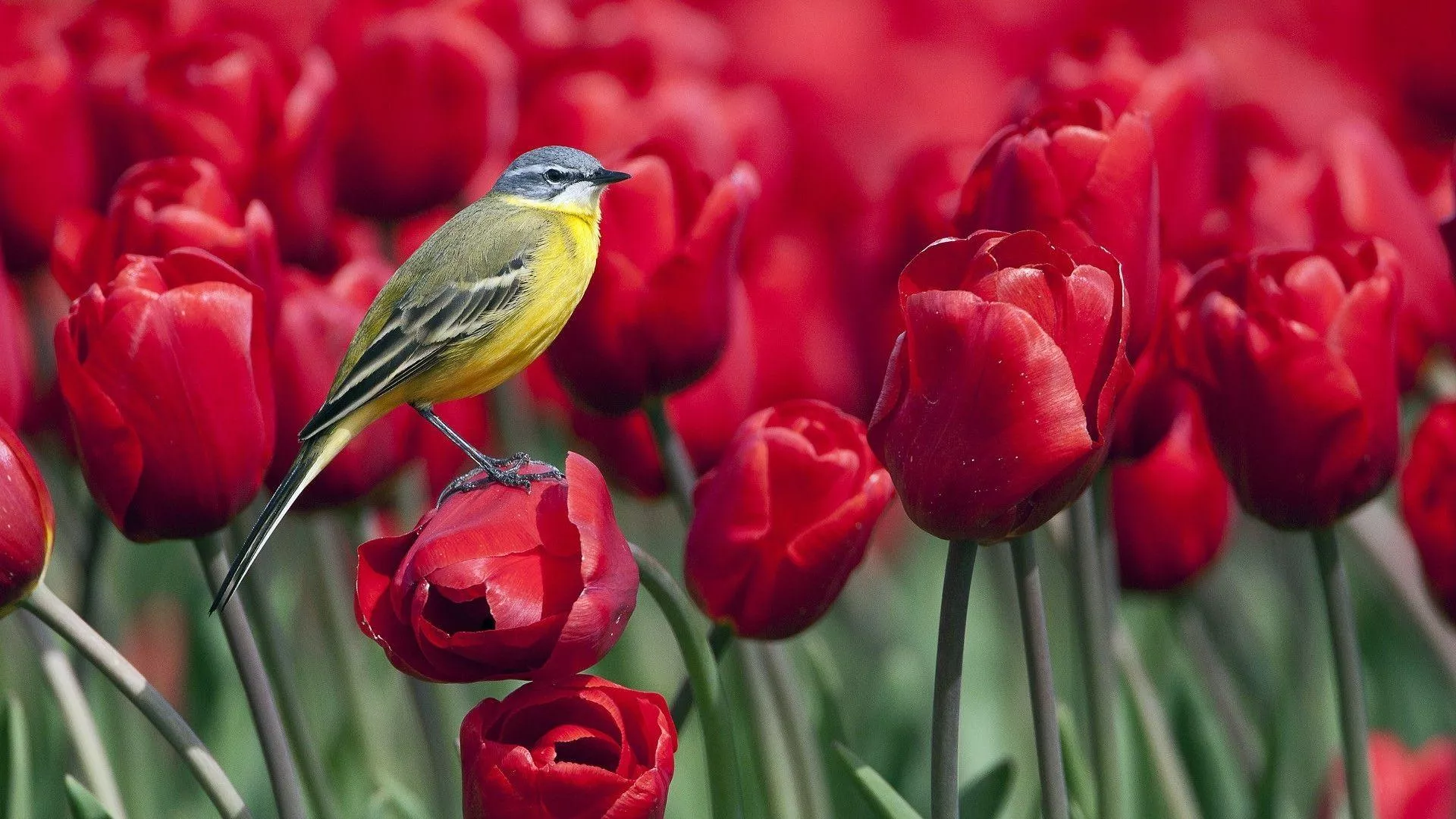 Flowers and Birds Wallpaper Free