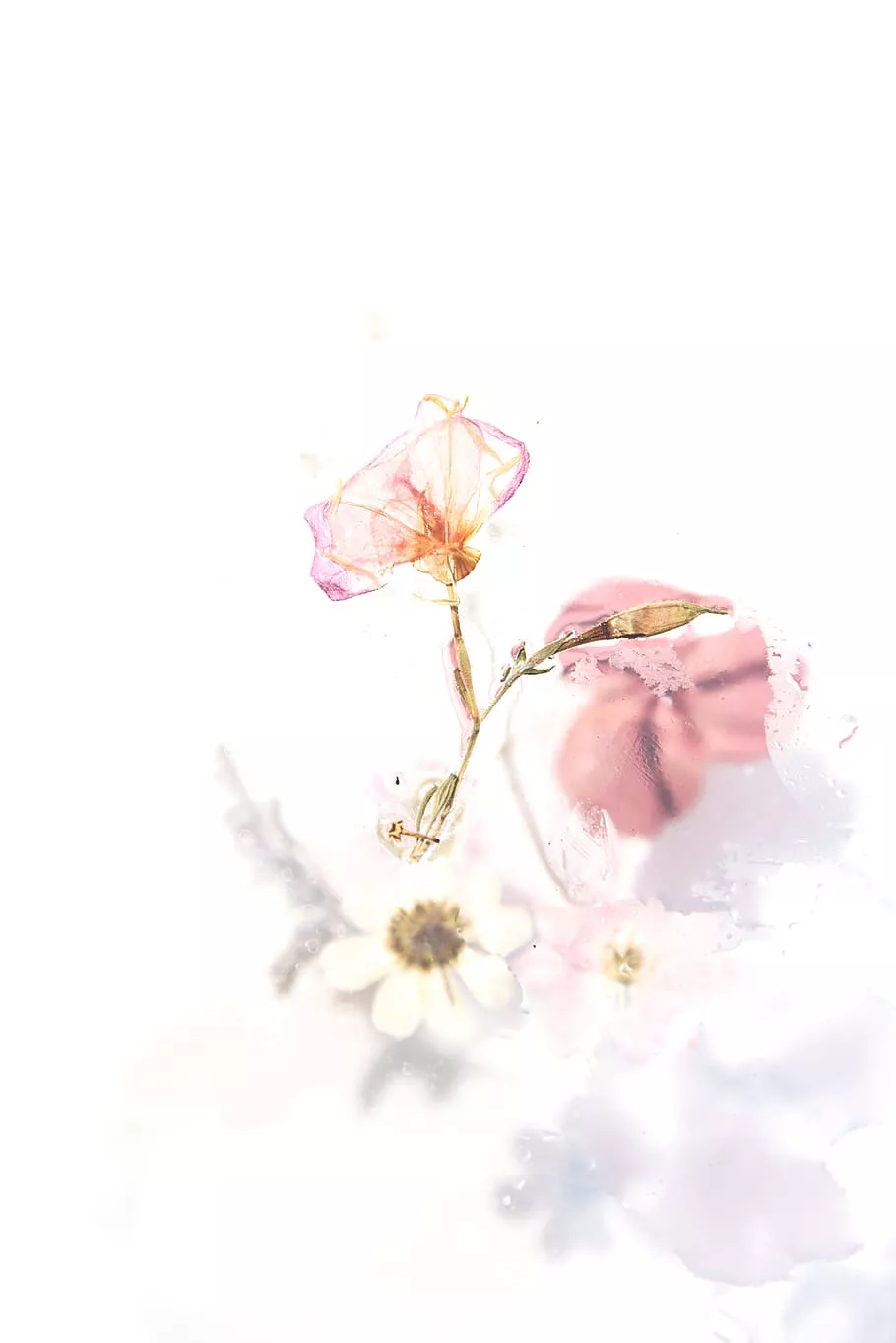 Pressed flower 1080P, 2K, 4K, 5K HD