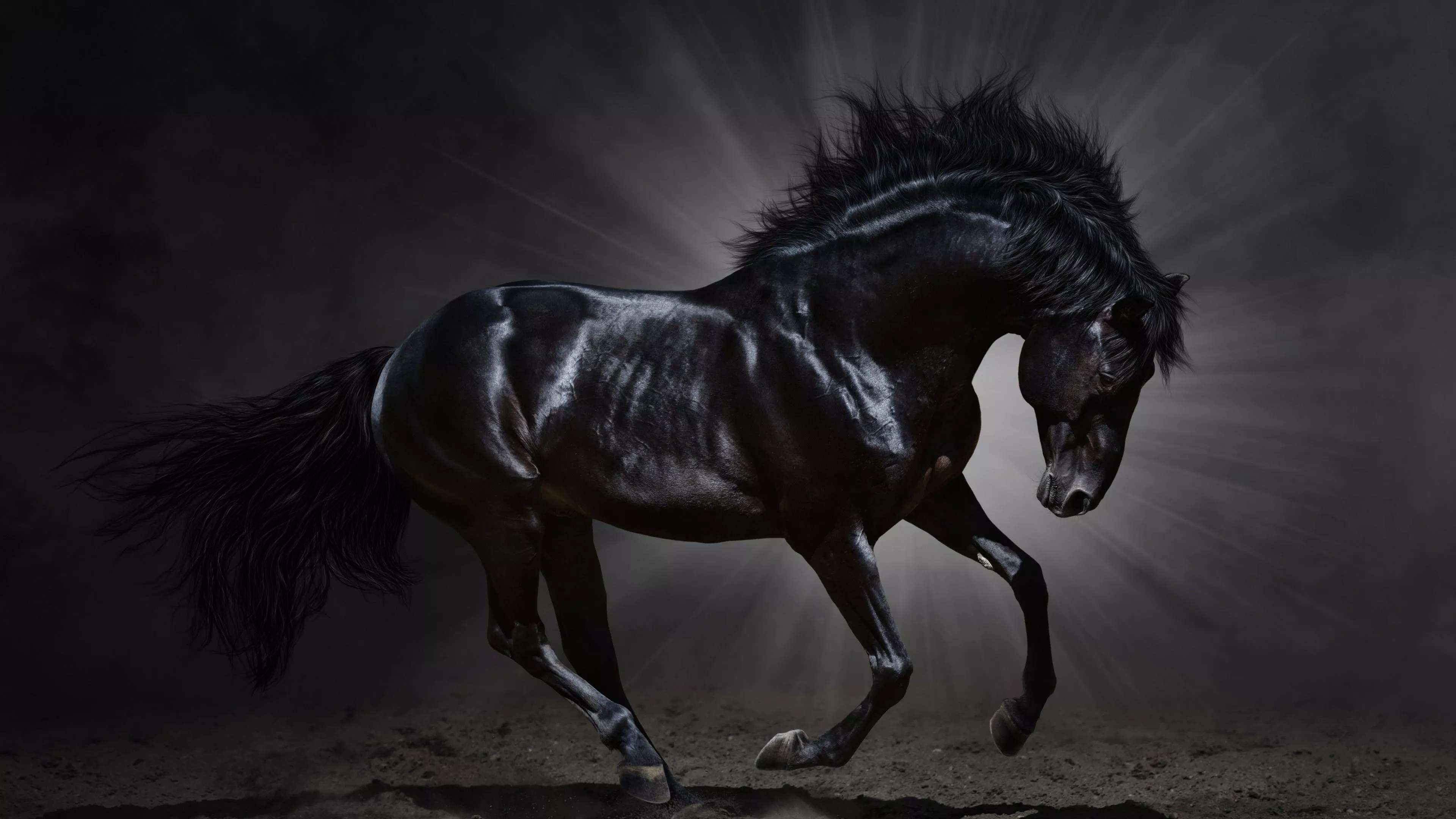 Black Horse With Gray And Black