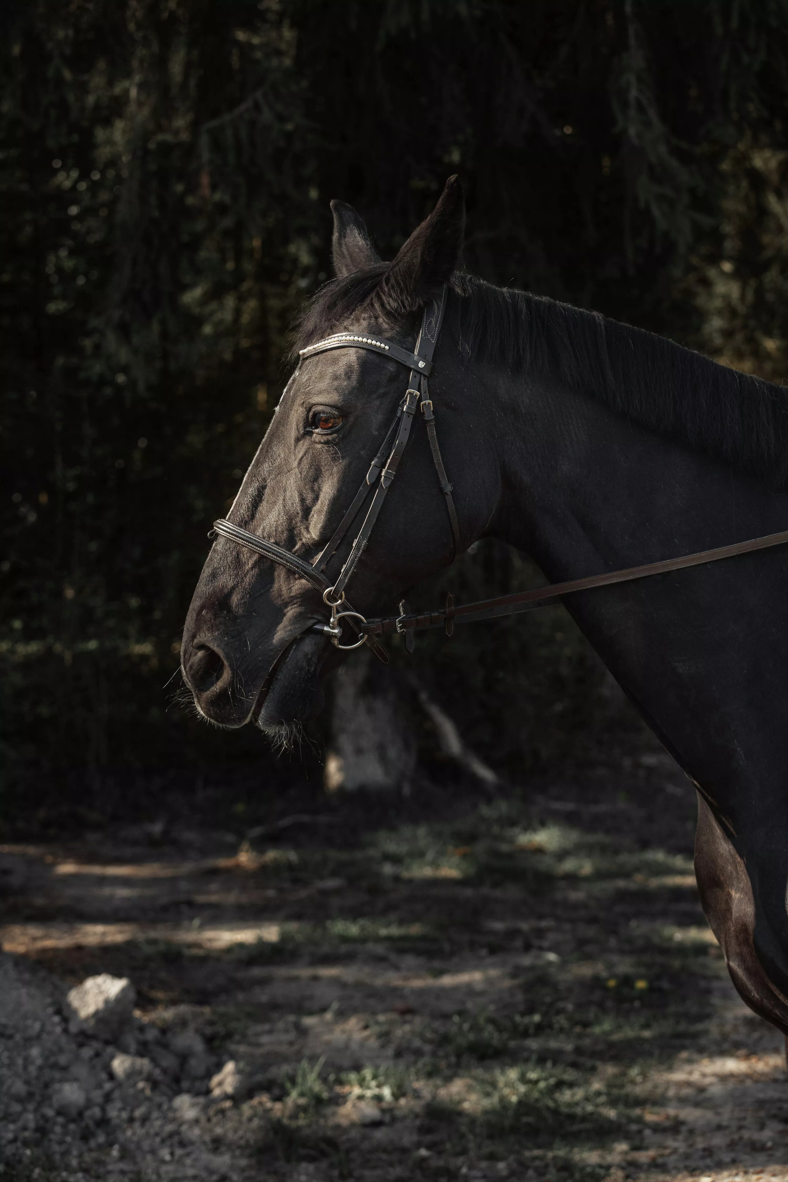 Black Horse Picture HD