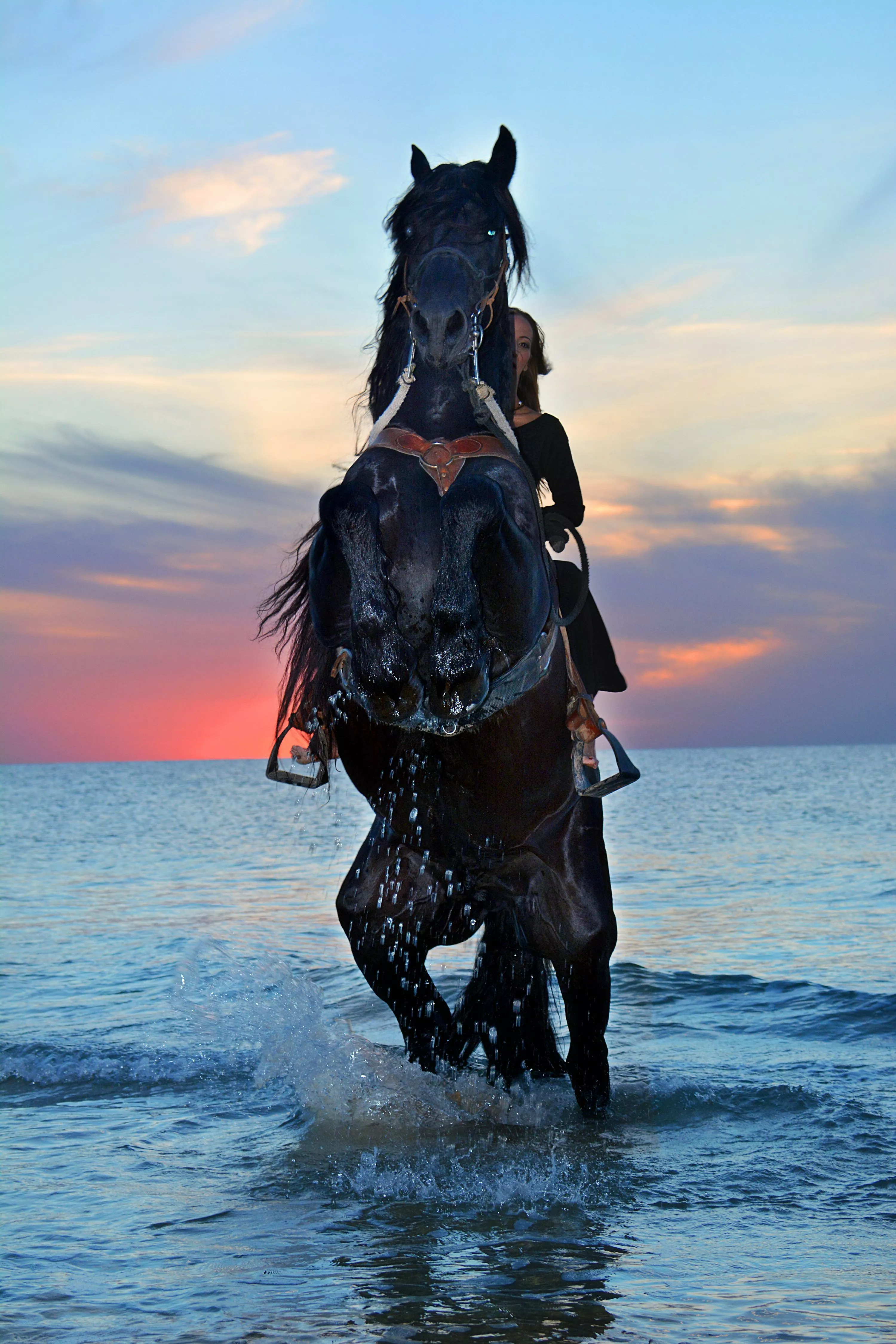 Black Horse Picture HD
