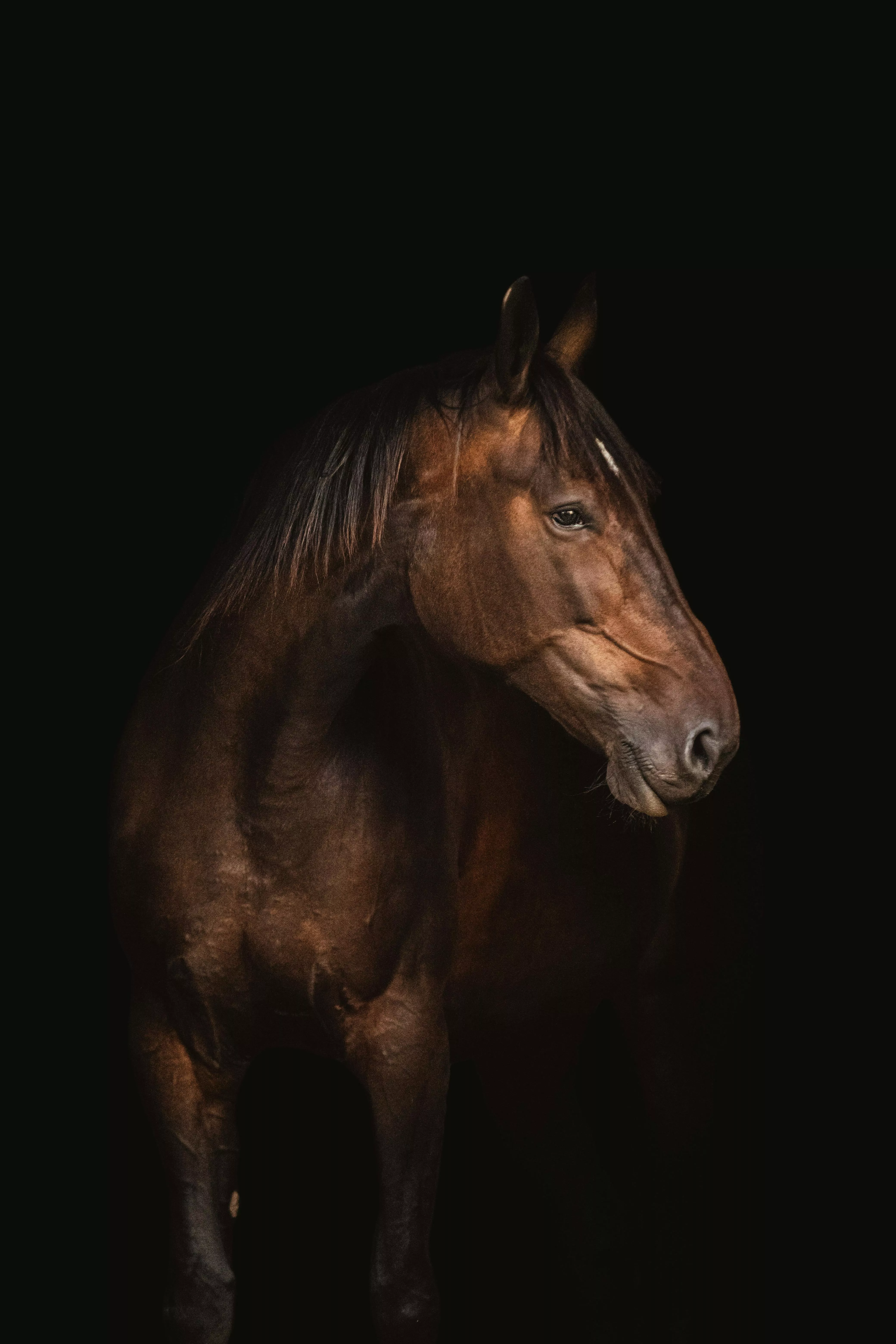 Majestic Horse in Dark · Free