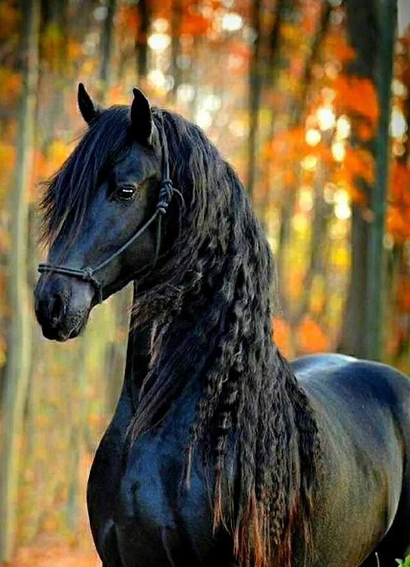 Black Horse Discover More Beautiful Horse, Black Horse, Horse. Black Horse Wallpap In 2022. Horse, HD phone wallpaper
