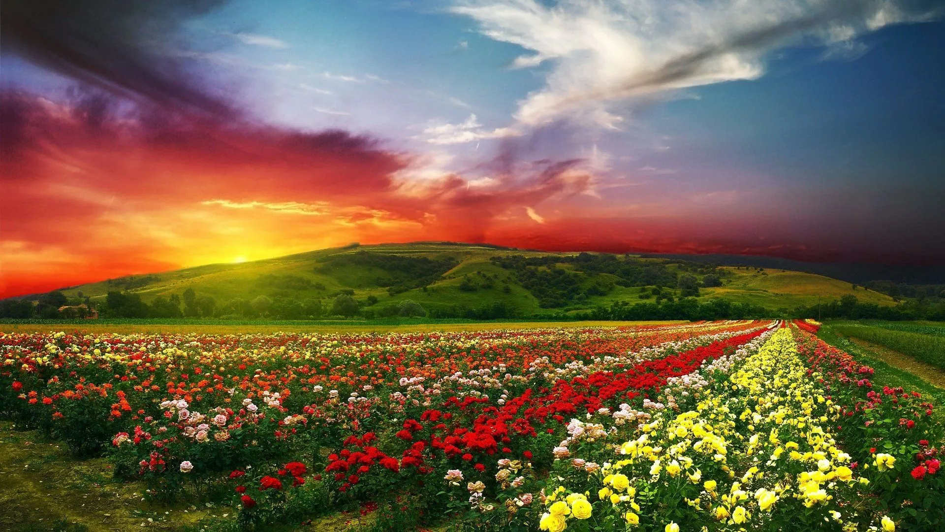 Vibrant Flower Fields at Sunset Ultra HD Wallpaper