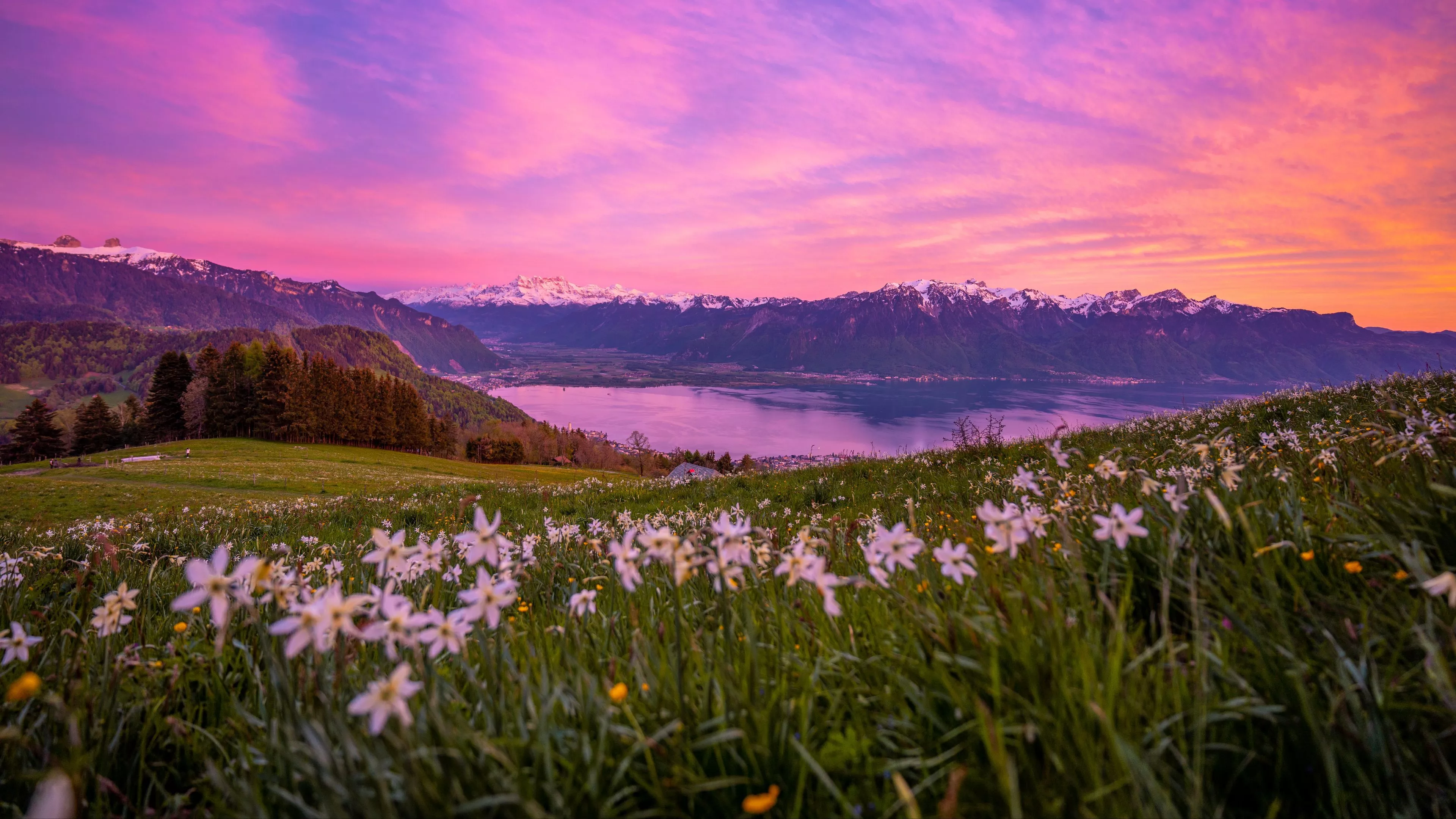 Closeup Pink Flowers Mountains Lake