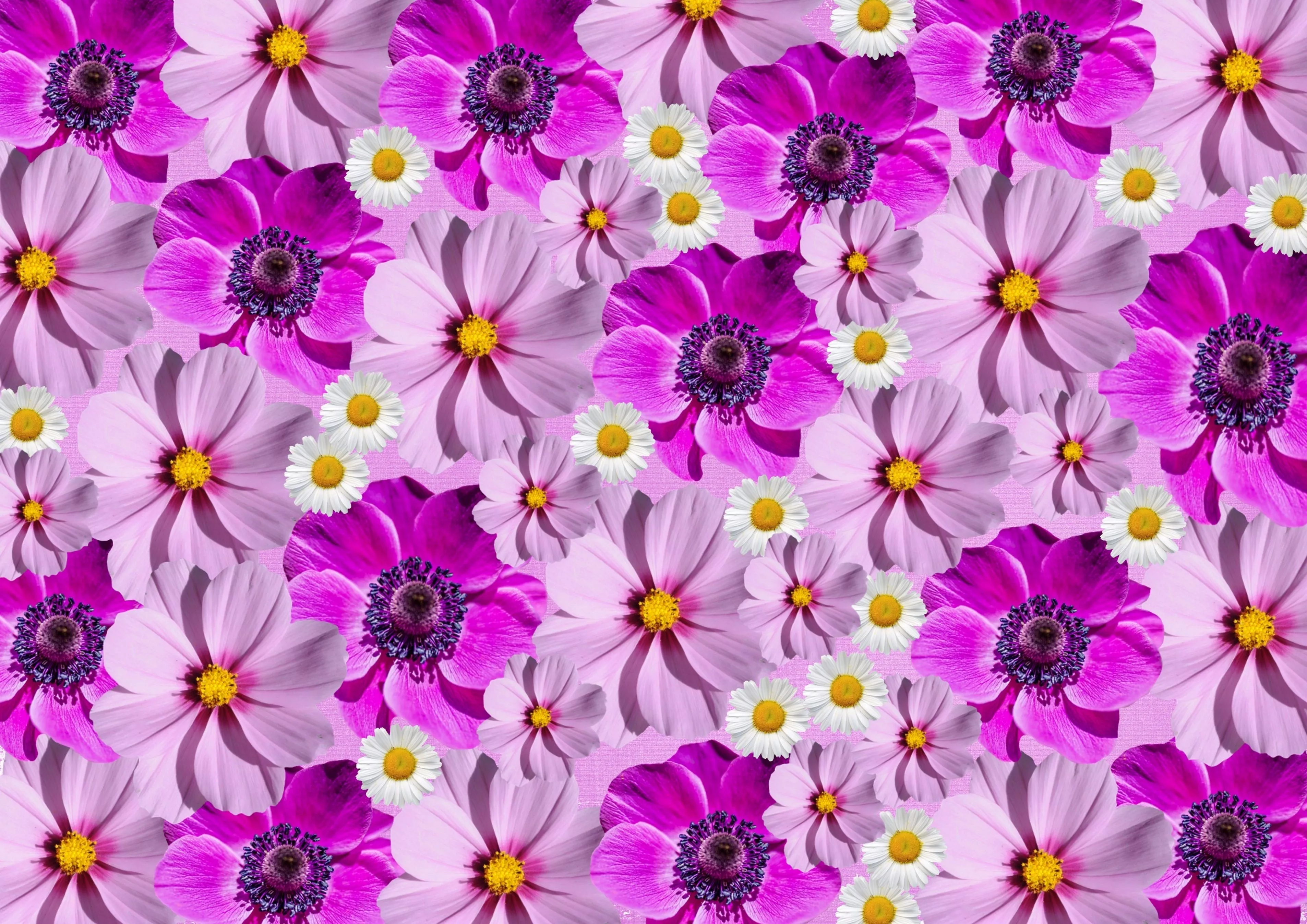 Floral Background Wallpaper 4K, Magenta