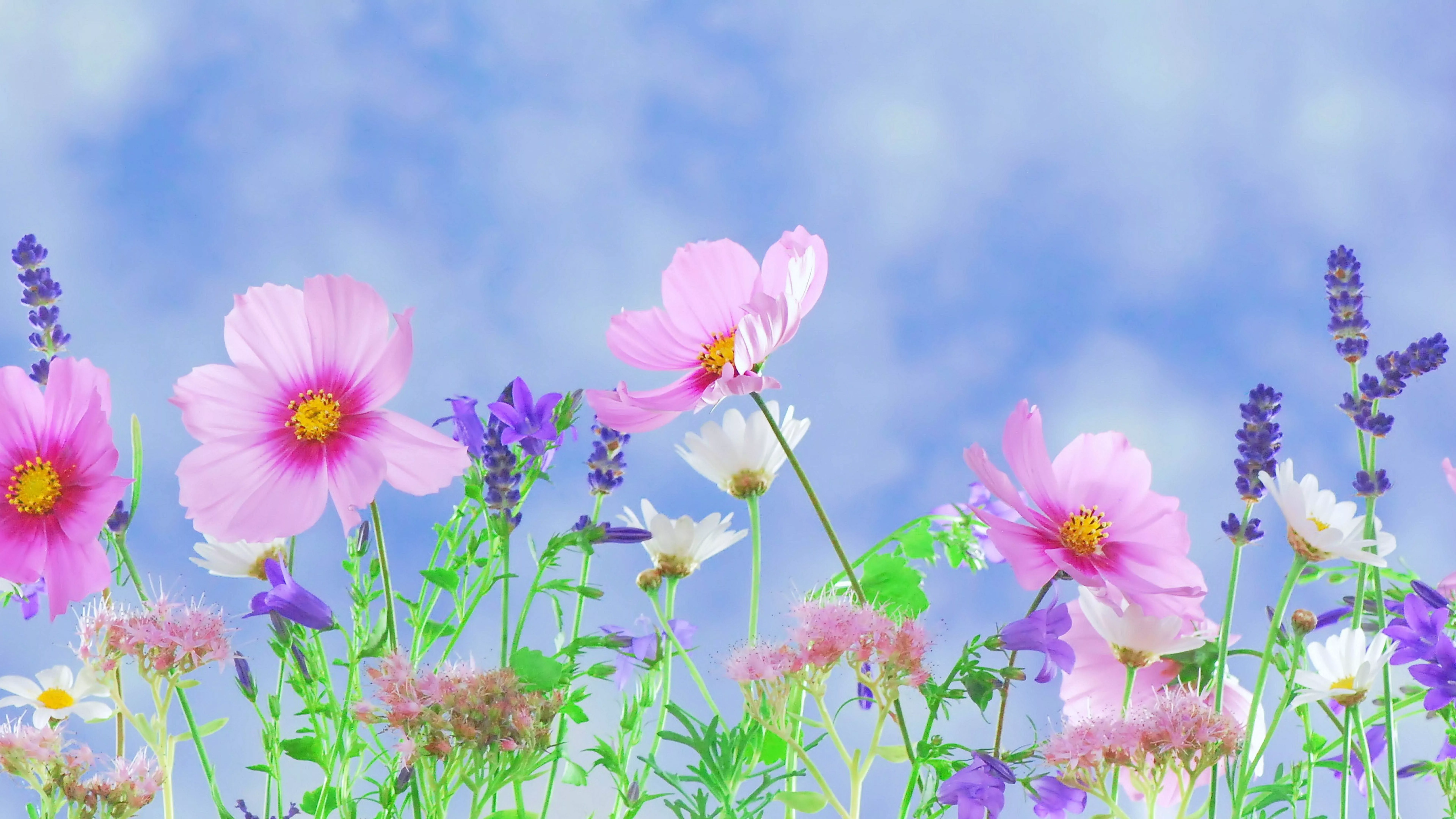 Wild Flowers Wallpaper