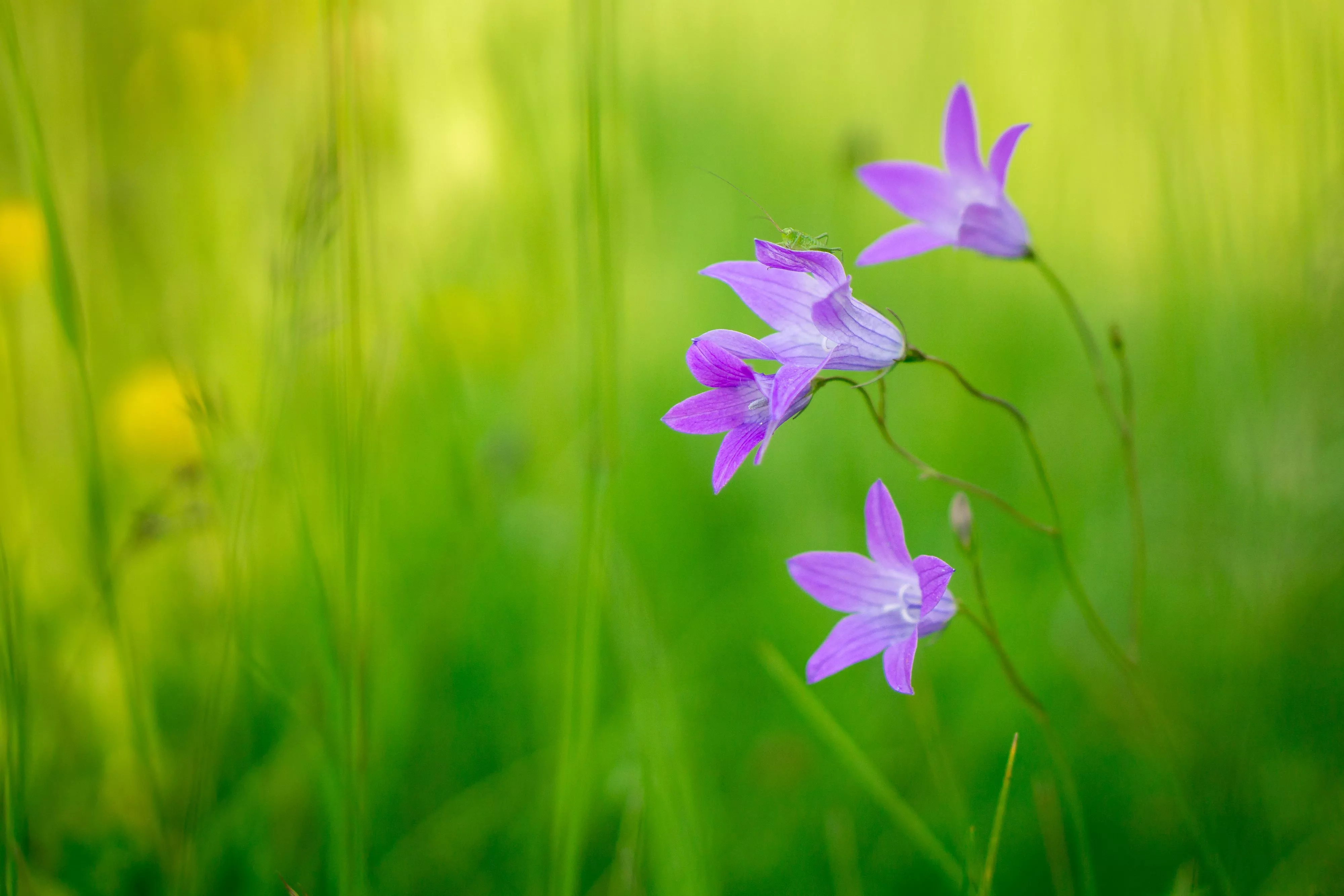 Download Purple Flower Nature Flower 4k