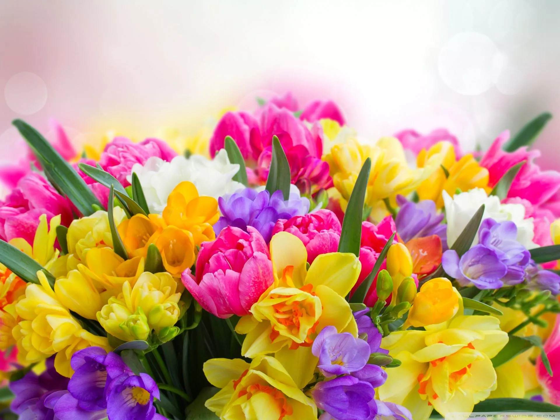 Beautiful Spring Flowers Ultra HD