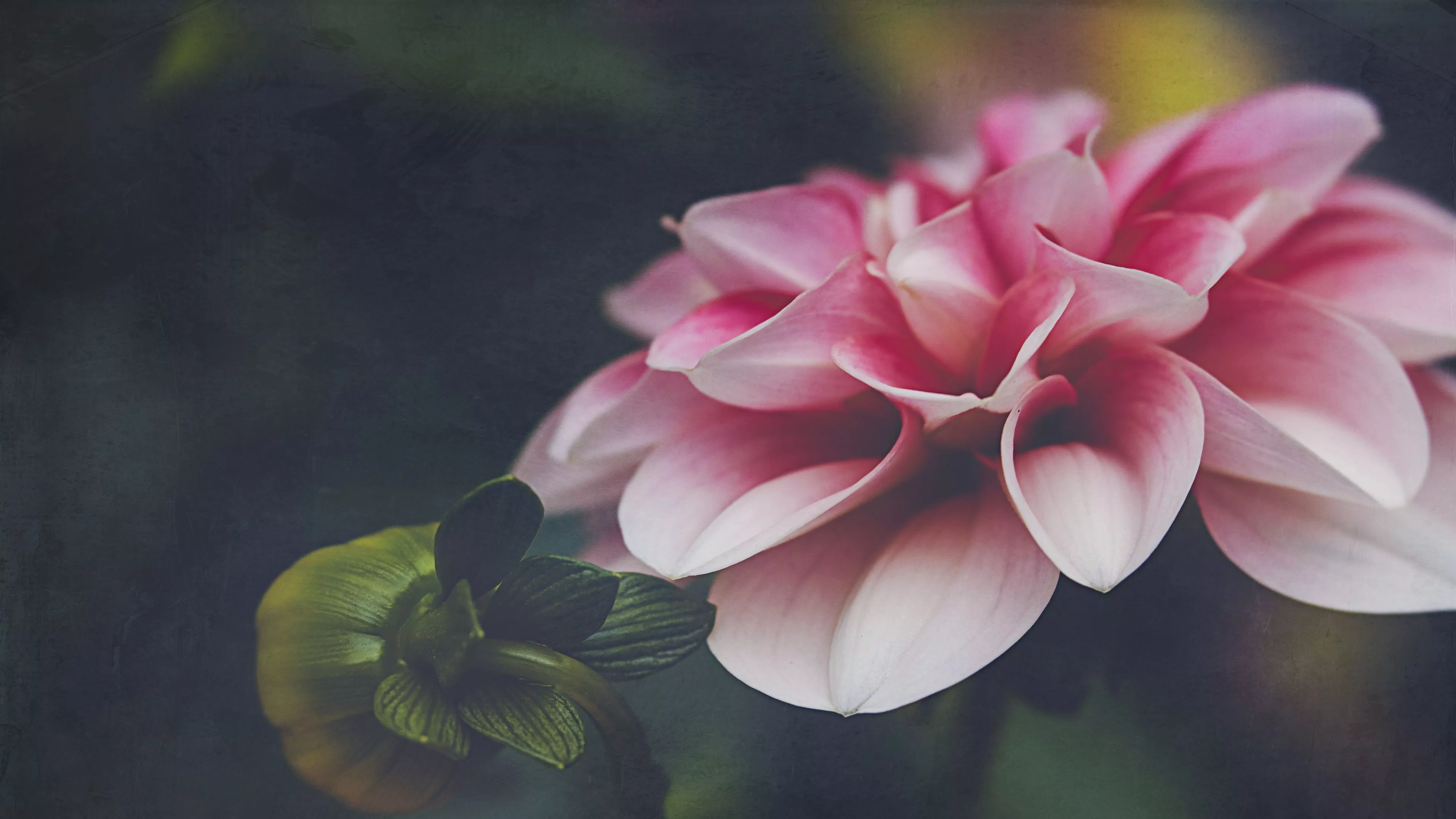 Pink Dahlia Flower Petals In Blur