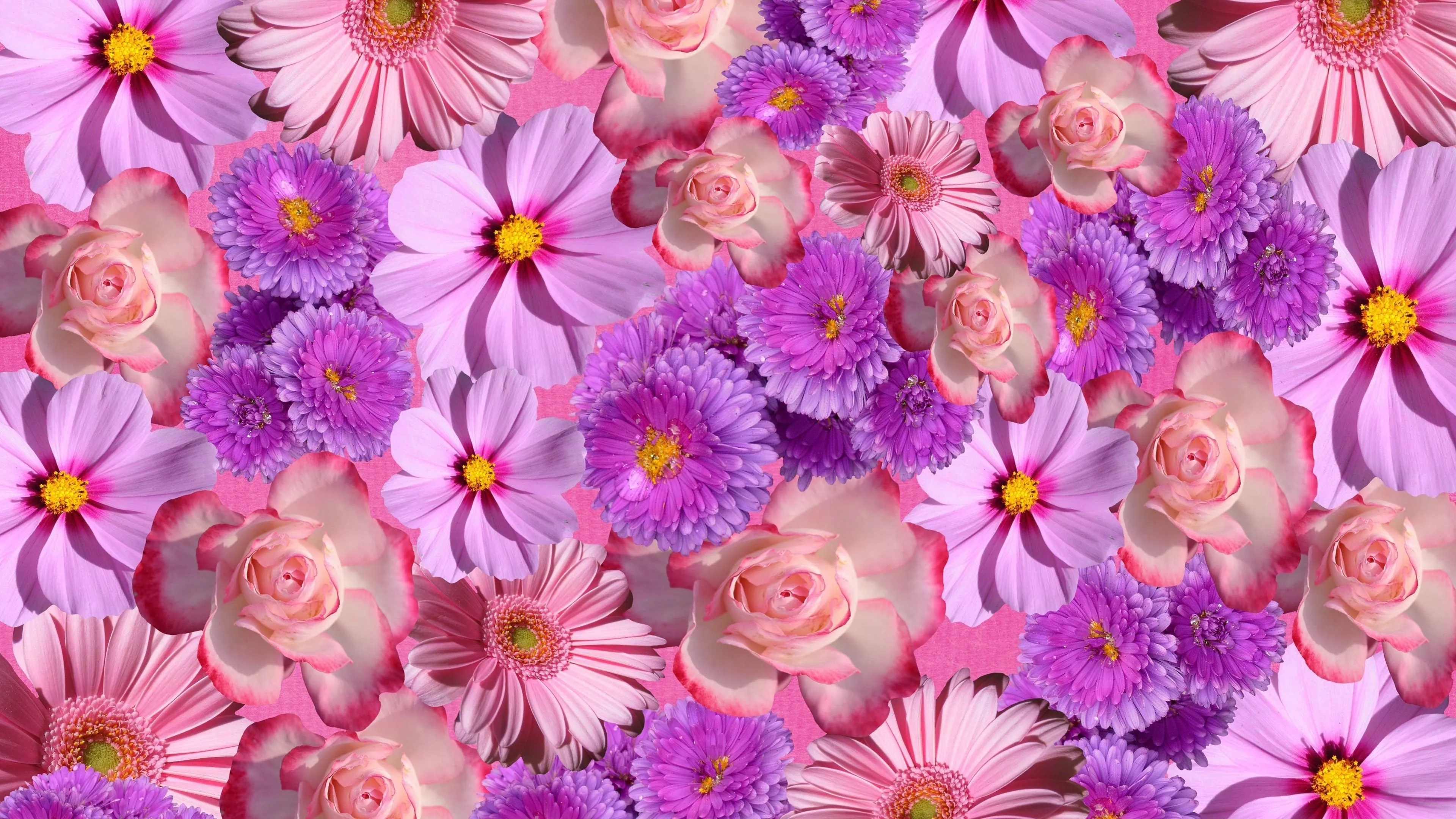 Blossom Wallpaper 4K, Purple Flowers