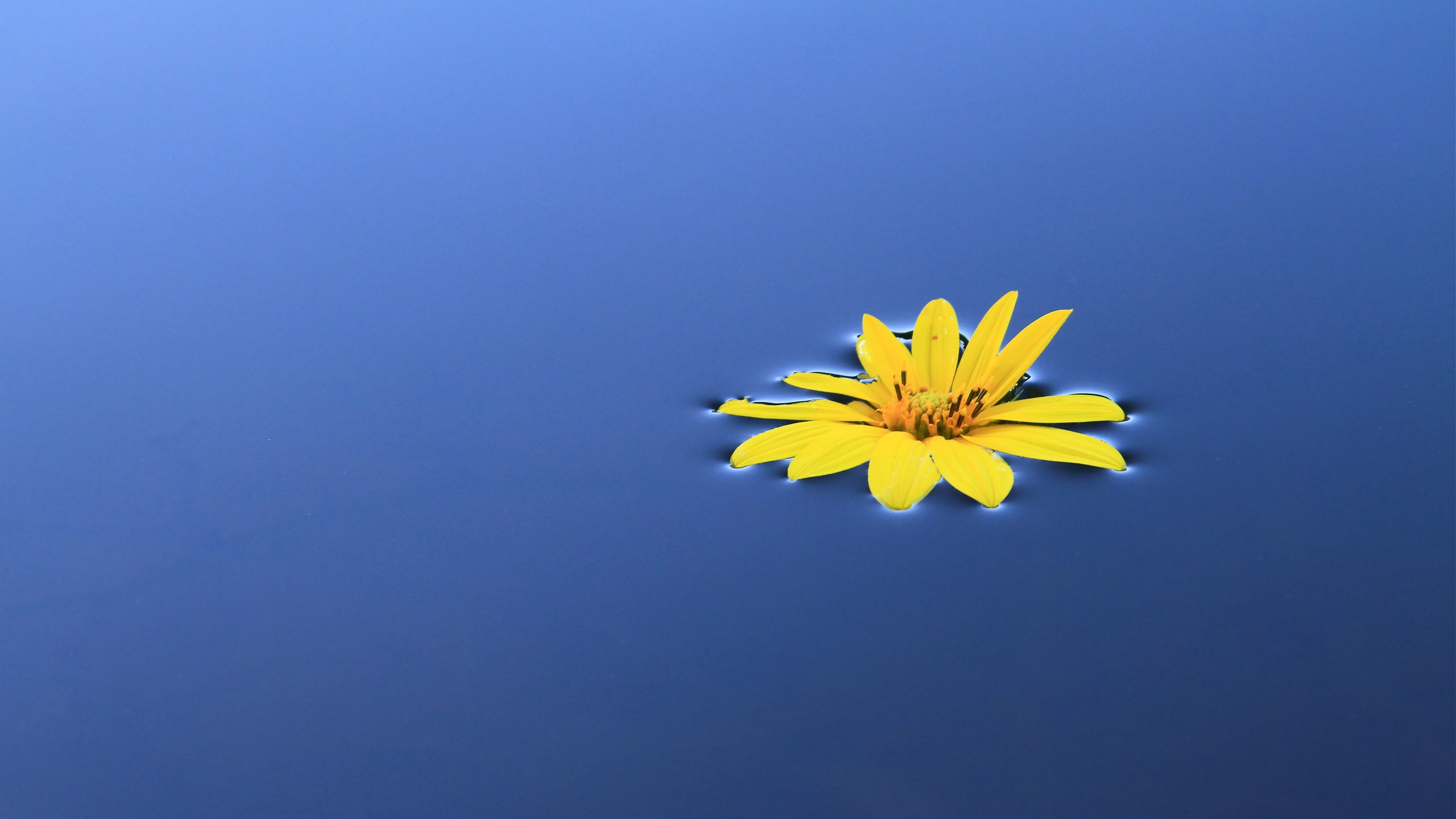 Flower 4K 5K HD Wallpaper. HD
