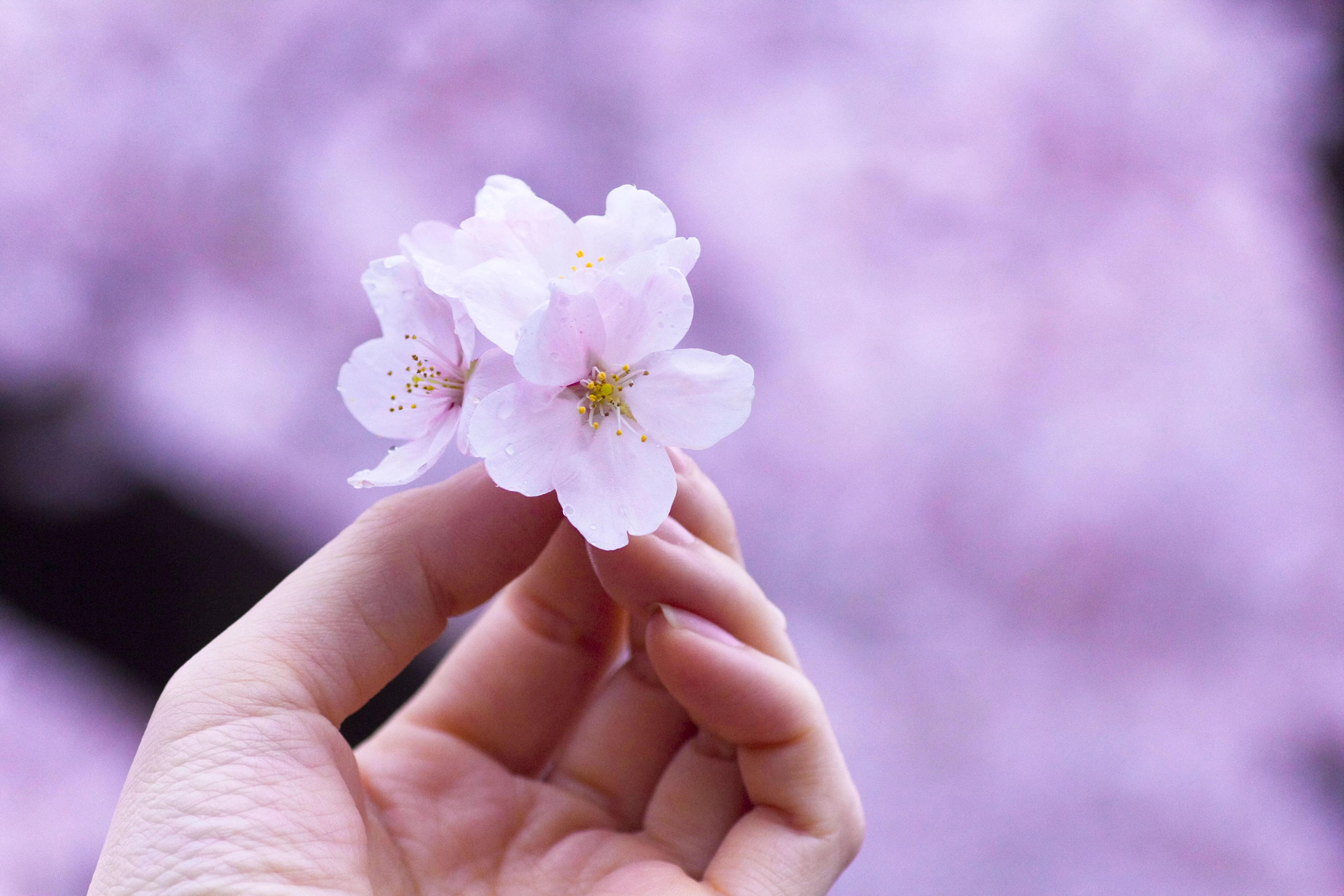 Download Flower 4k Ultra HD Wallpaper