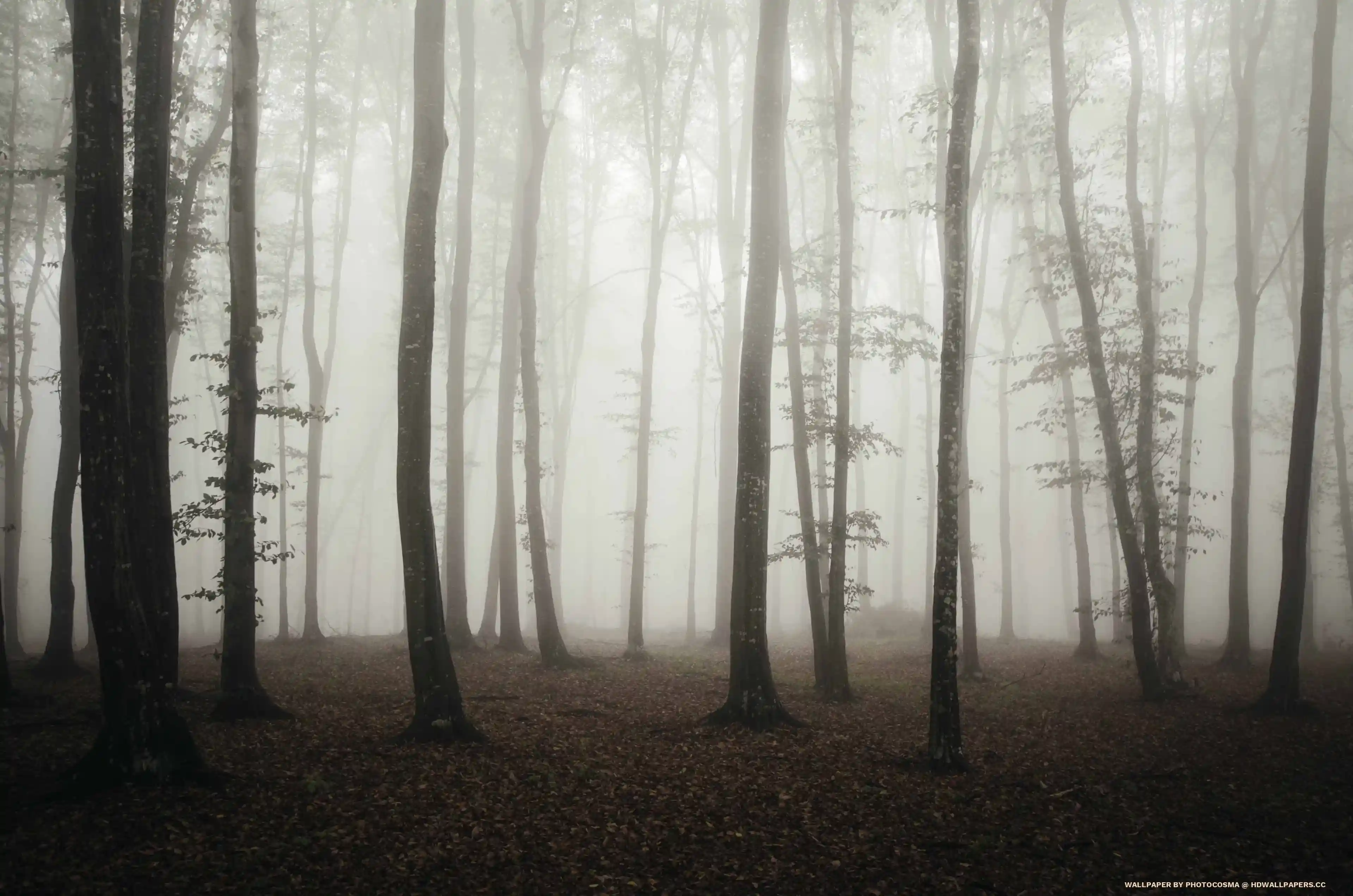 Mysterious forest with fog