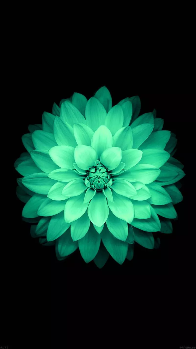 IOS 8 Green Flower, apple, flowers