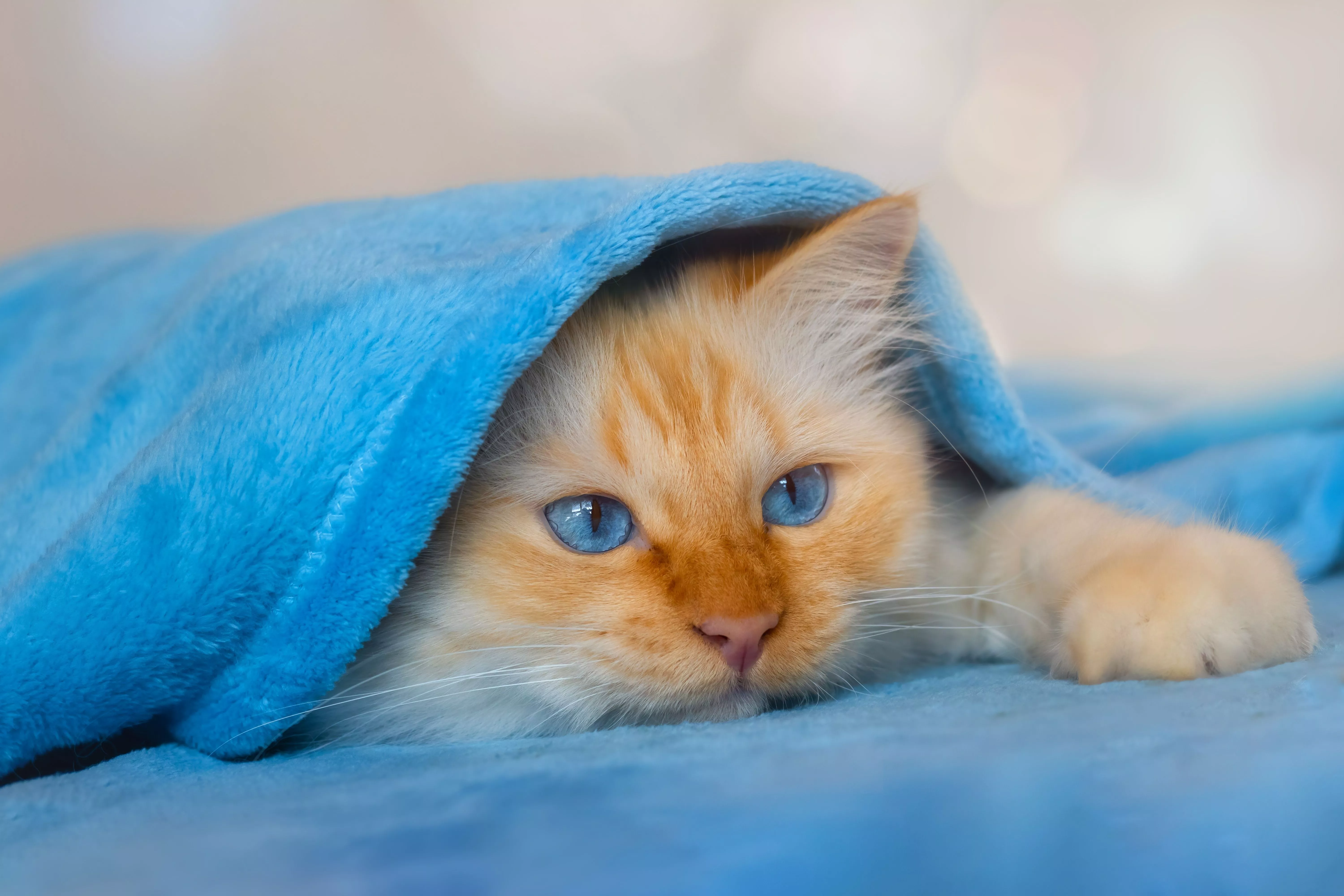 Cute Cat Under Blanket Wallpaper, HD