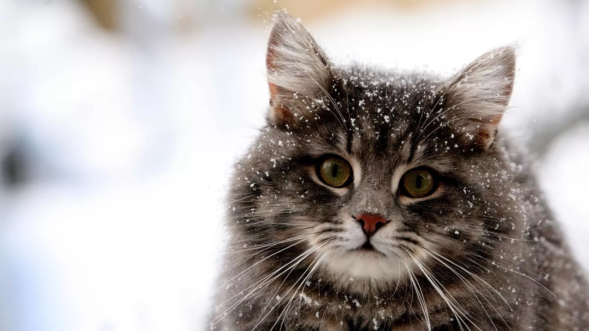 Winter Cat Wallpaper Free