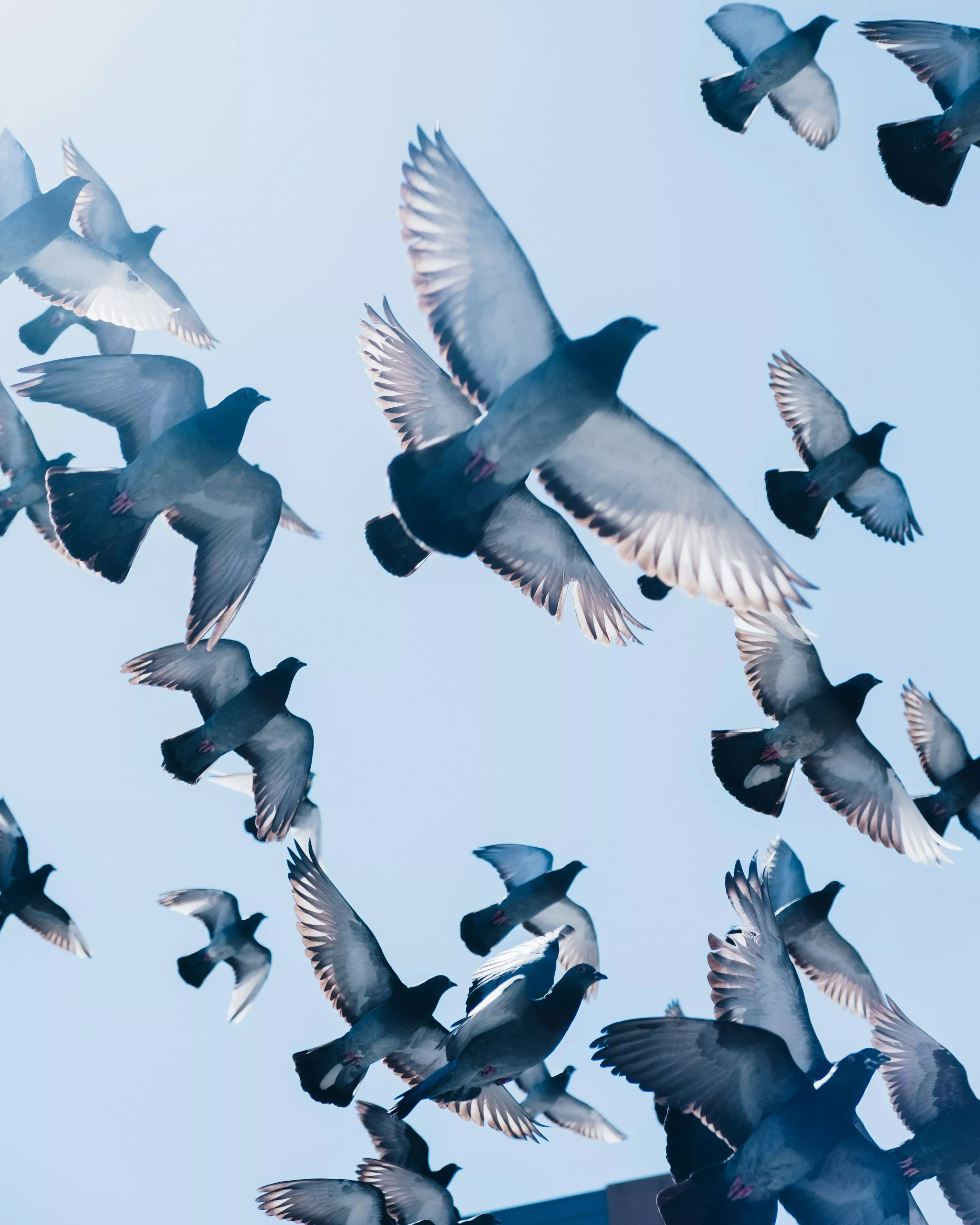 Pigeon Flying Picture. Download