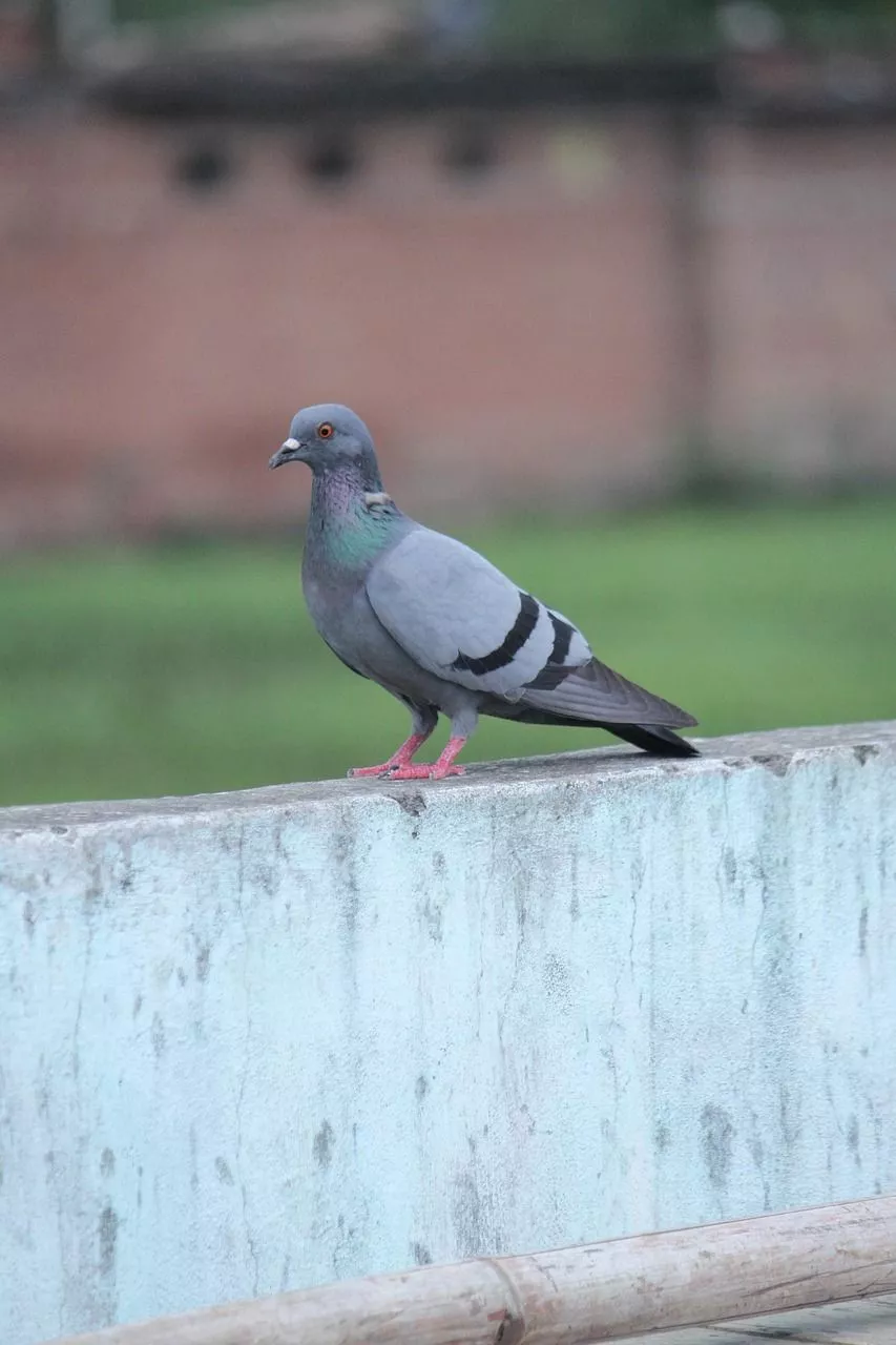 Domestic Pigeon Rock Dove photo