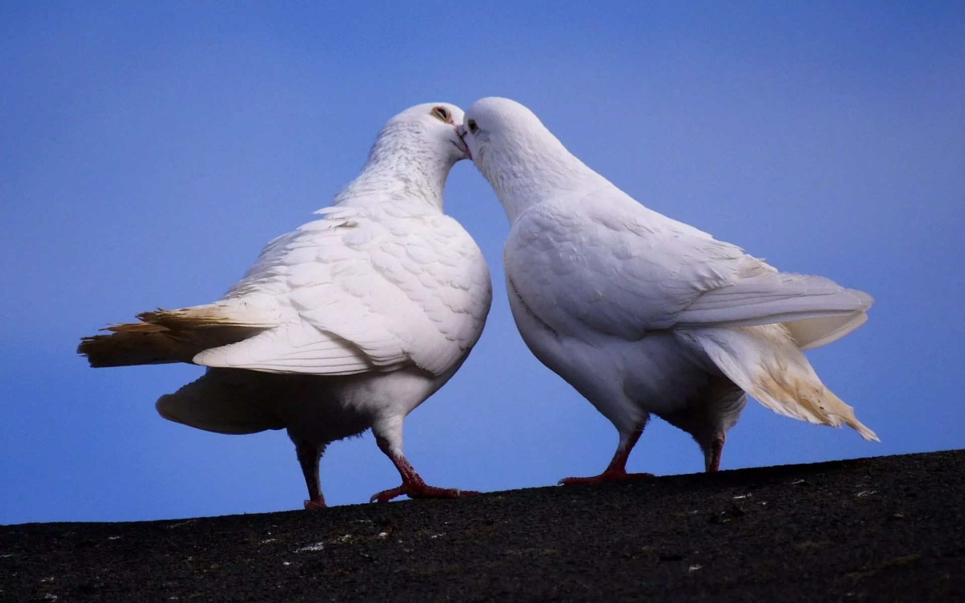 Loving Pigeons: A Stunning HD Wallpaper