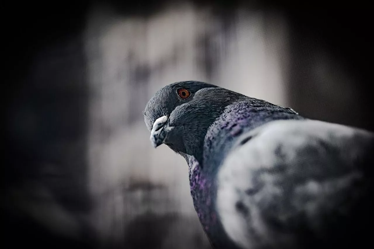 Domestic Pigeons & Pigeon Image
