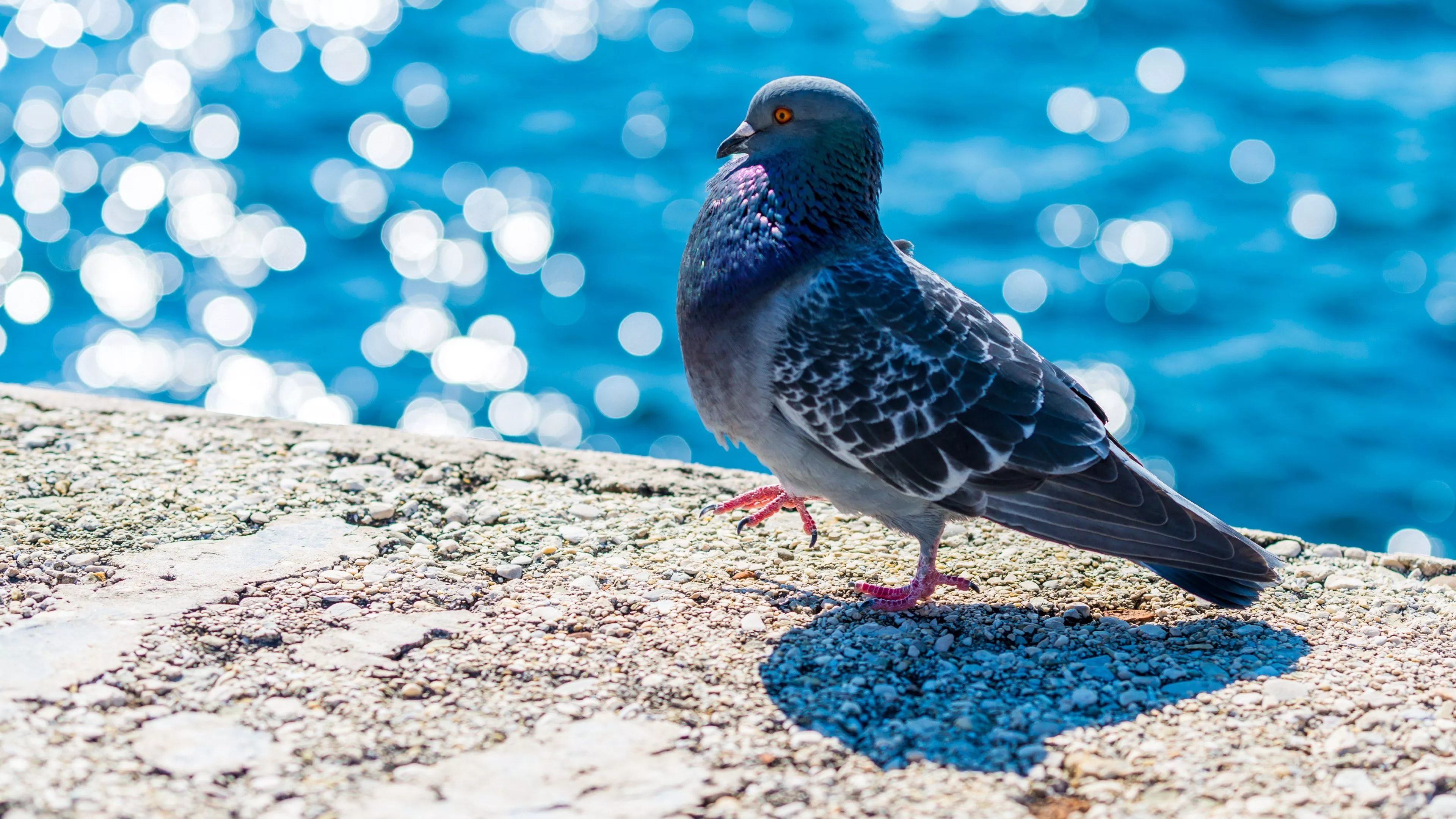 Breathtaking Bokeh: Pigeon in 4K Ultra