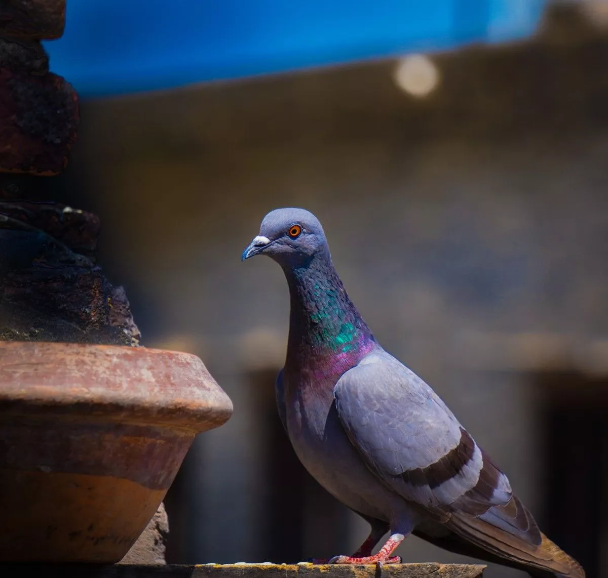 Free Image, pigeon, bird, nature