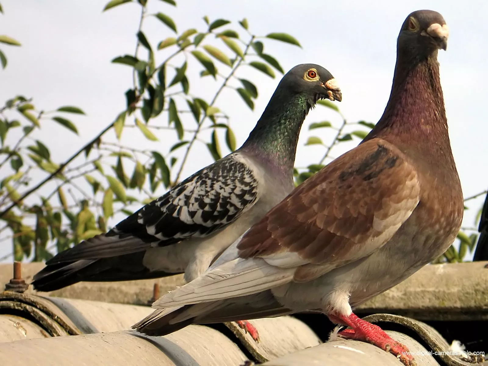 Download Bird Animal Pigeon Wallpaper