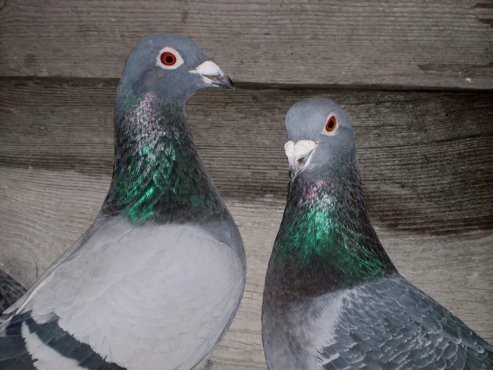 PL Homing pigeons Free Photo Download