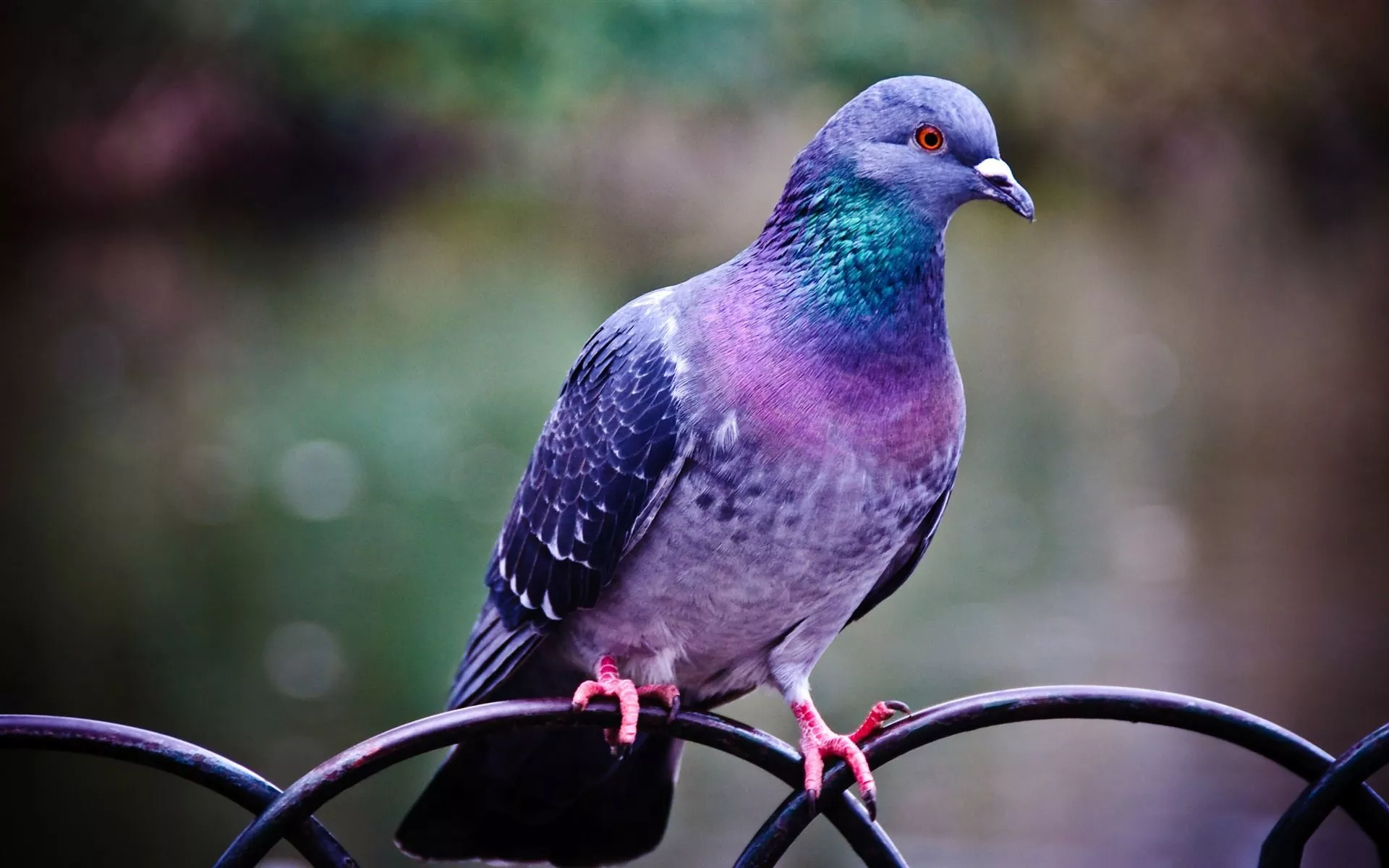 Stunning Pigeon HD Wallpaper