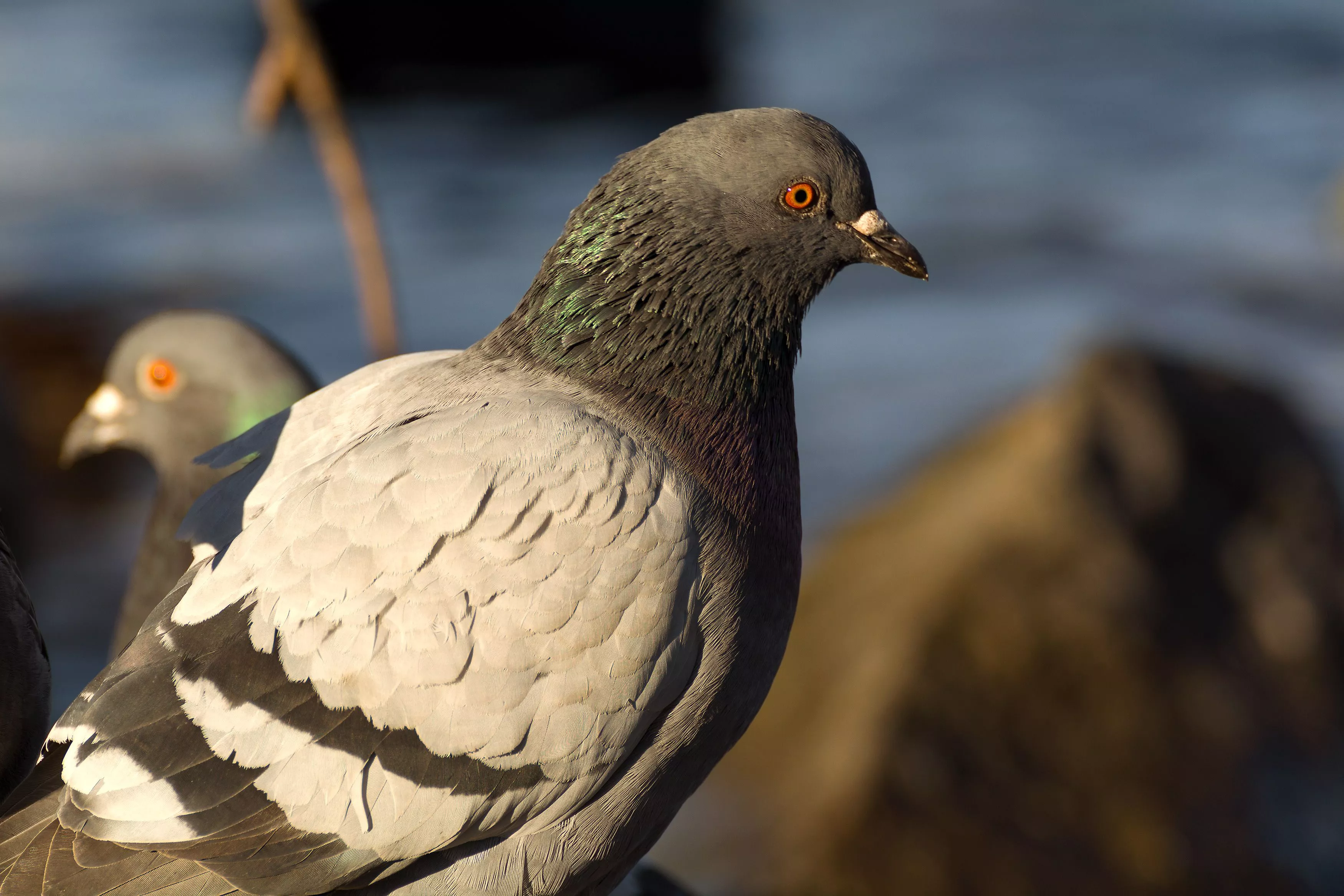 Pigeon. Copyright Free Photo By M