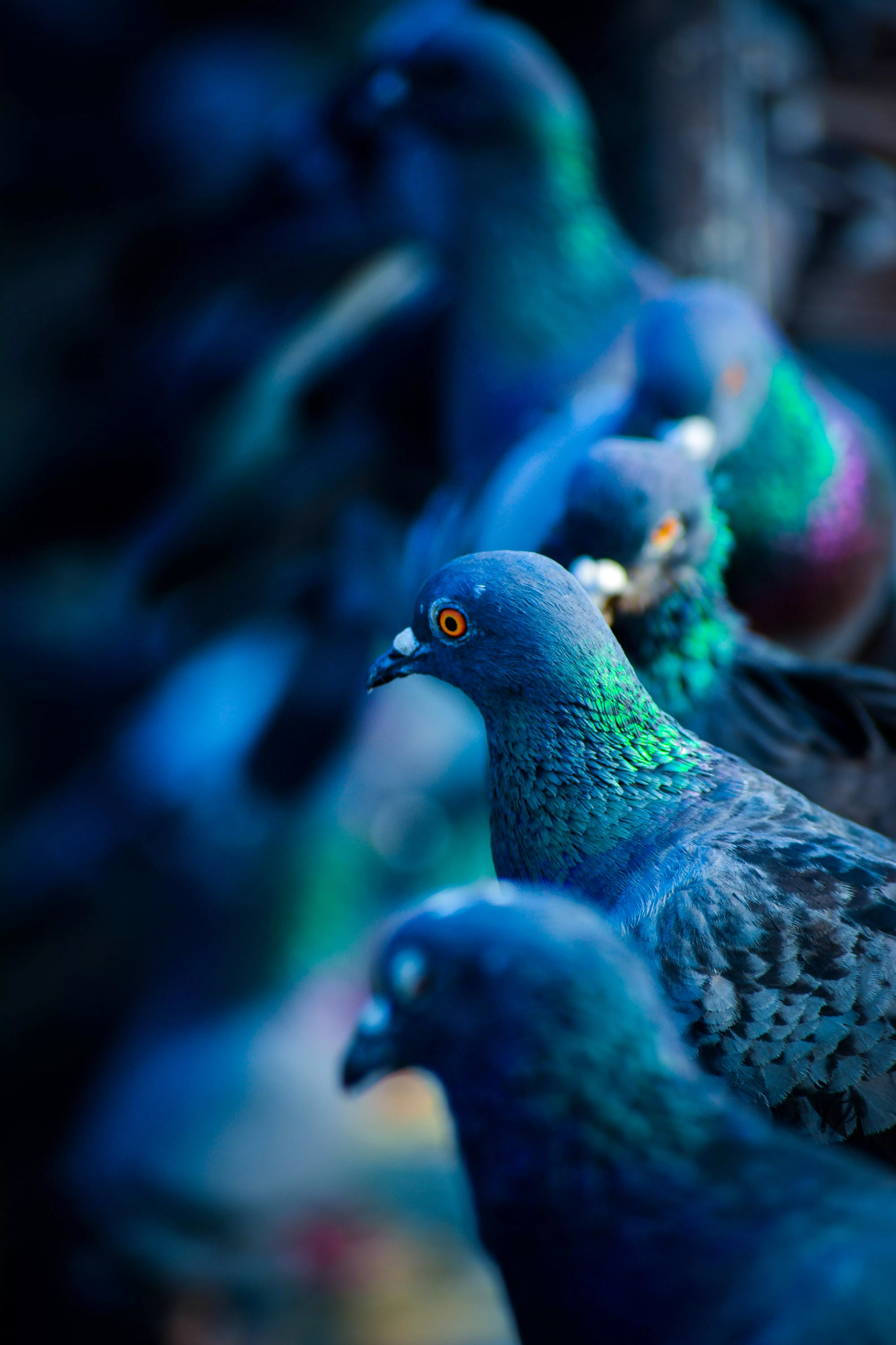 Flock Of Green And Blue Pigeons · Free
