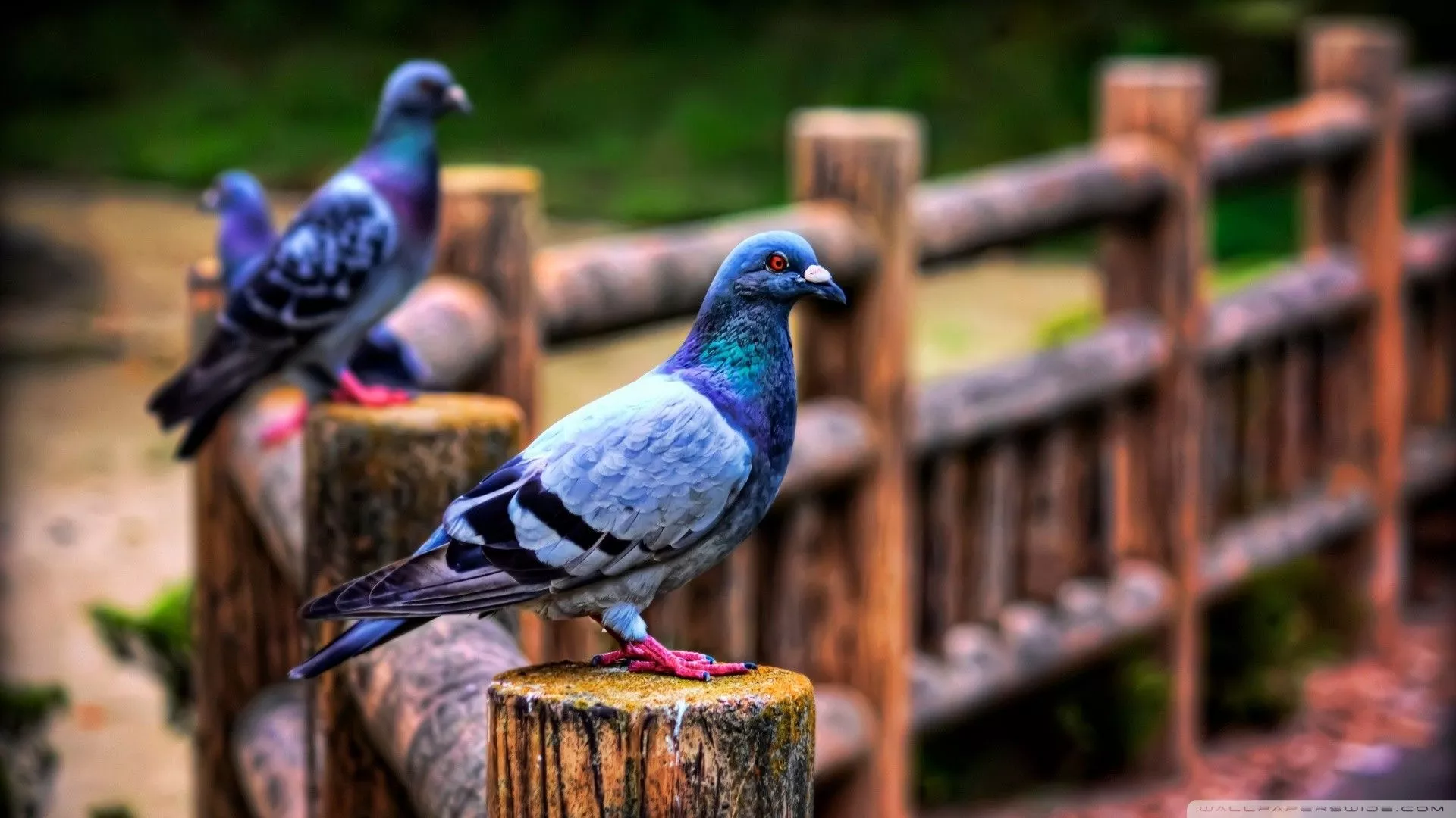 Majestic Pigeons on a Rustic Fence