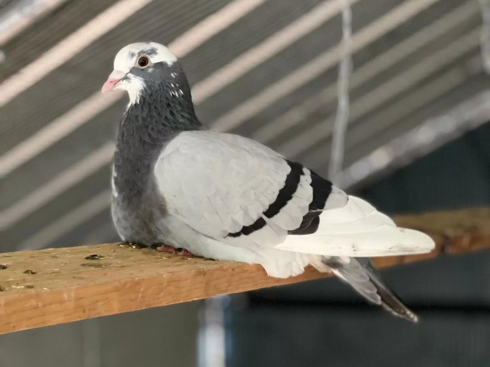Domestic Pigeon Wallpapers Wallpaper Cave